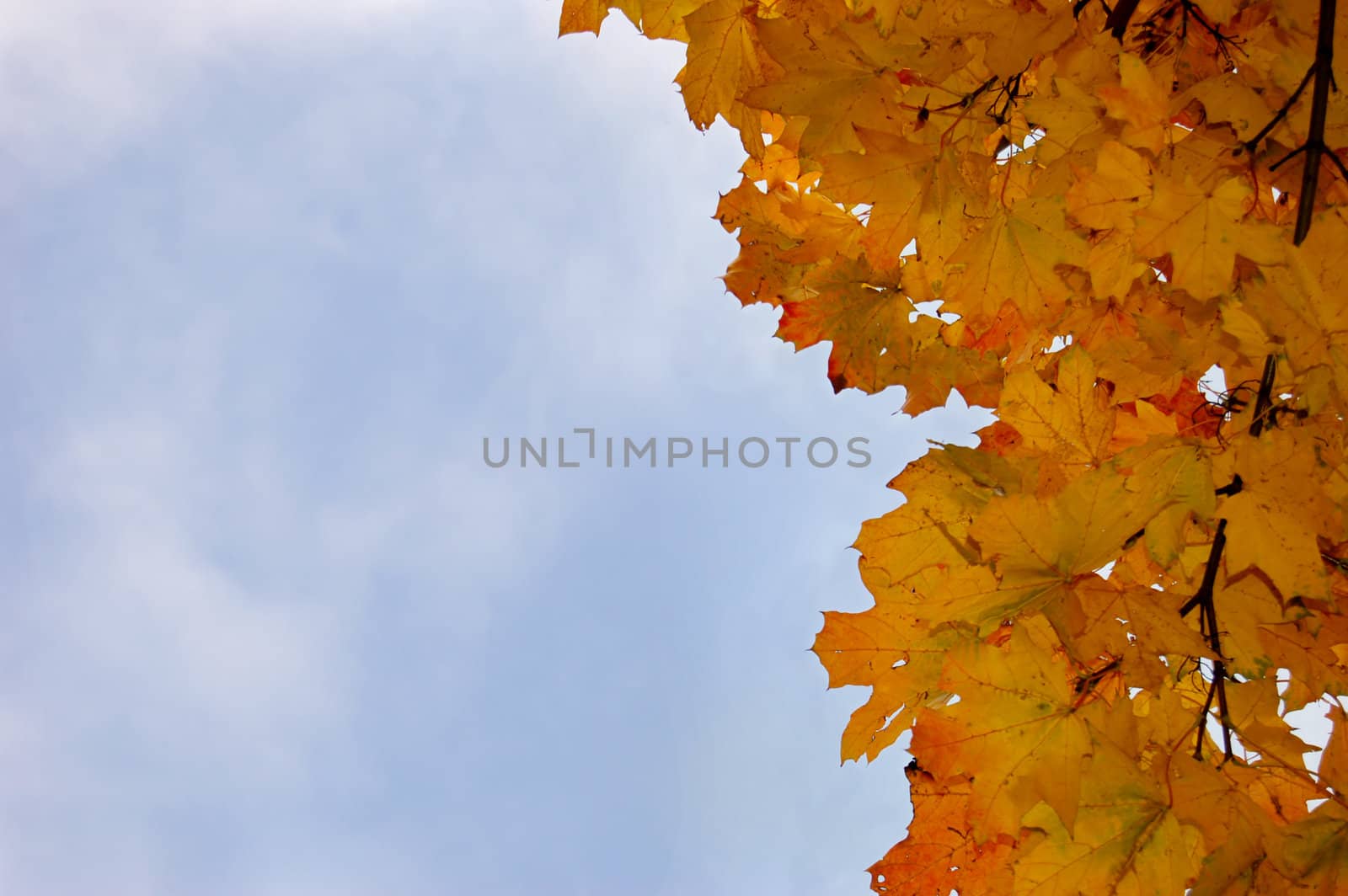 Leaves and blue sky by johnnychaos