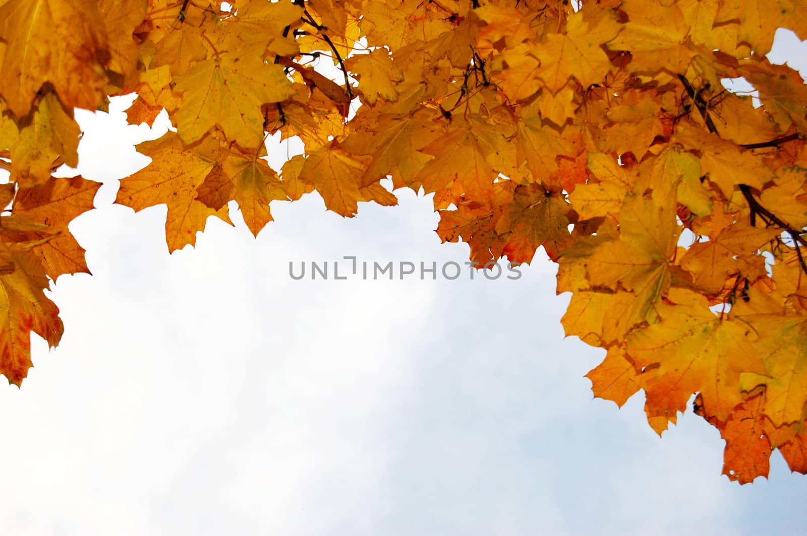 Beautiful autumn leaves against blue sky