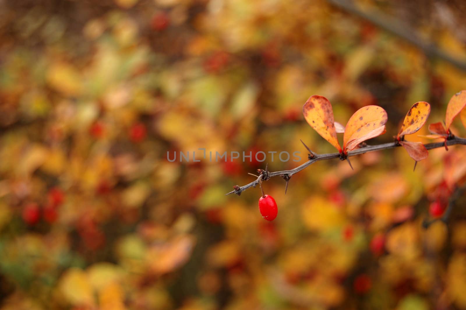 Polish golden autumn