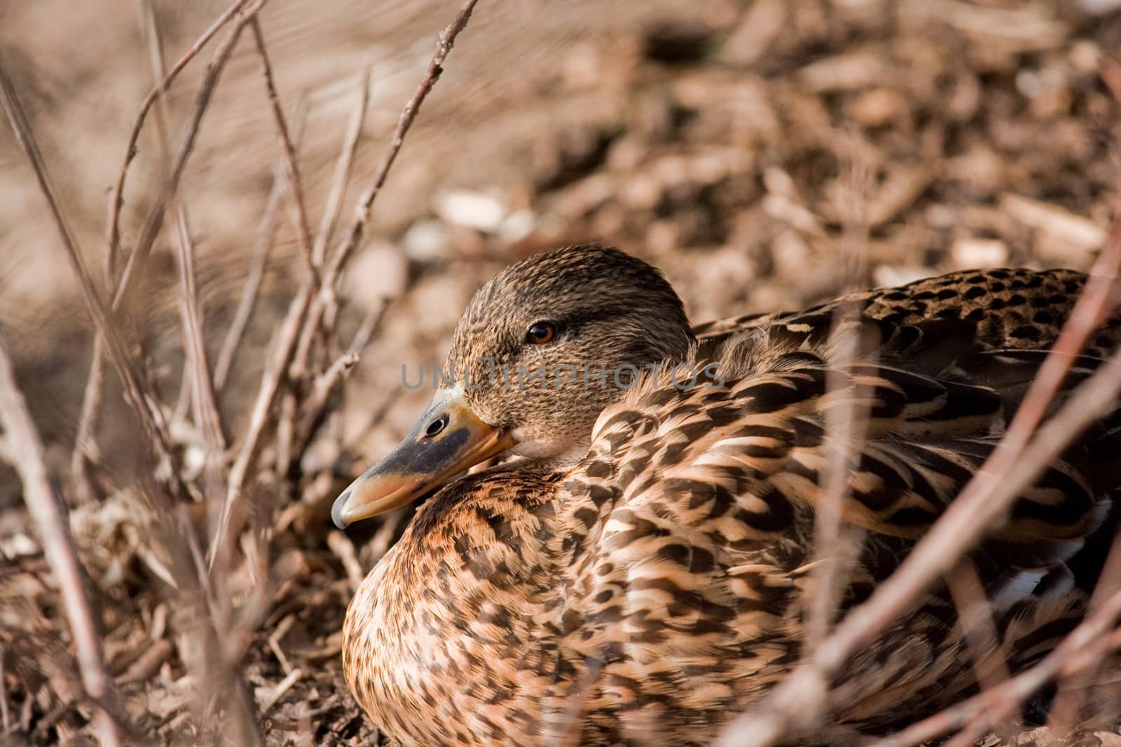 A little duck in the morning sun watching into the camera