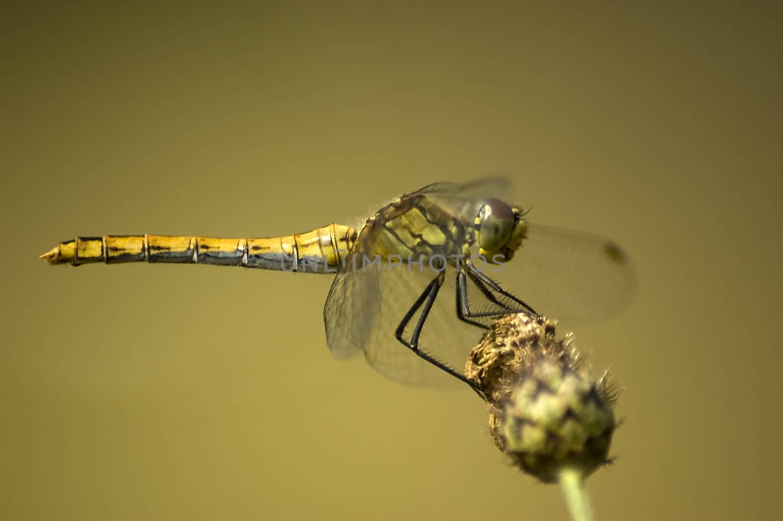 Dragonfly on flower, close up.
