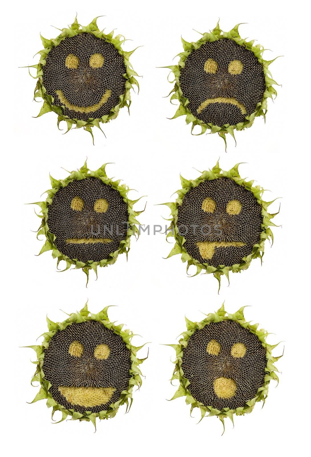 sunflower emoticons isolated on white background