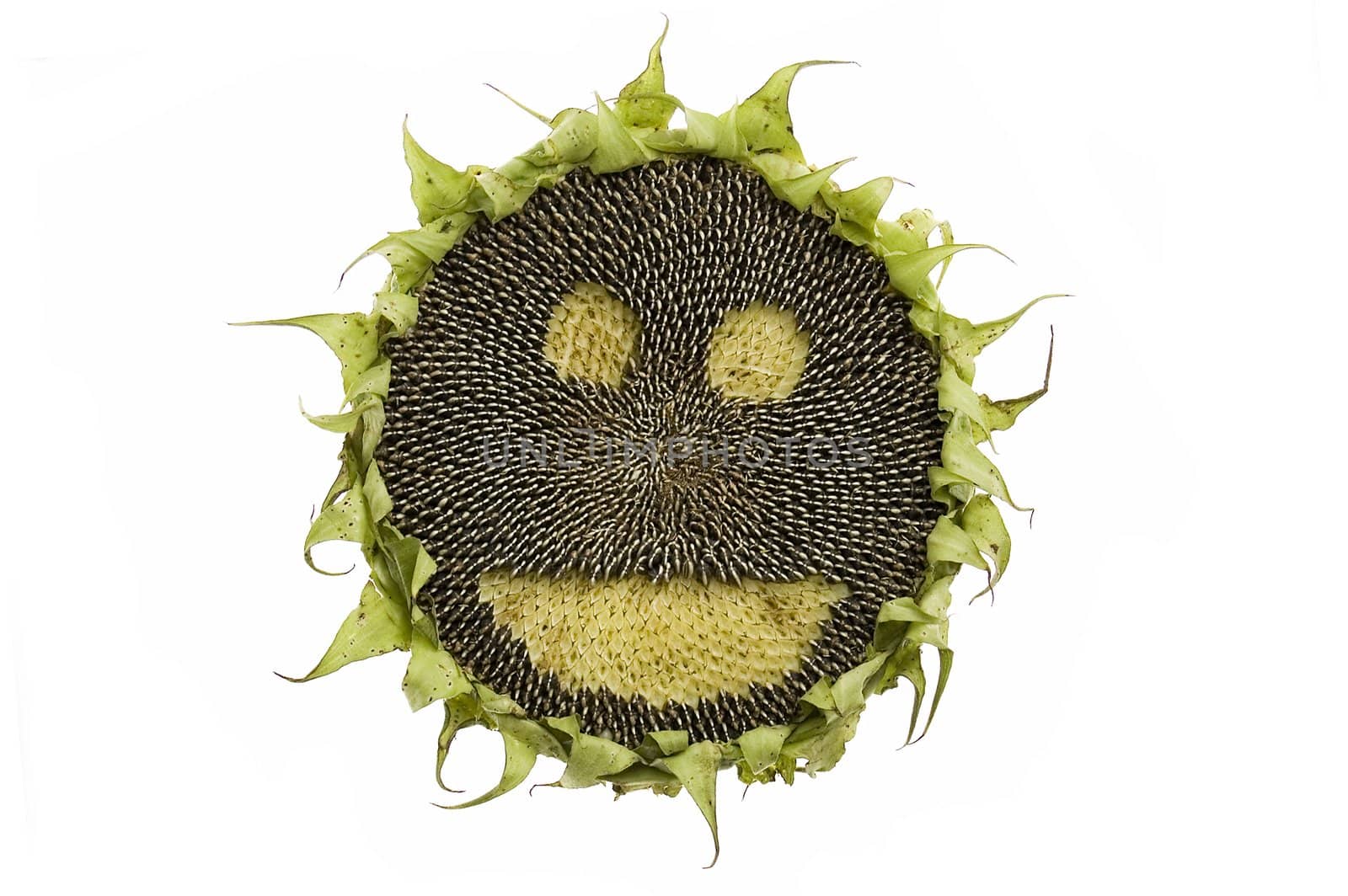 Happy sunflower with seeds isolated on white background