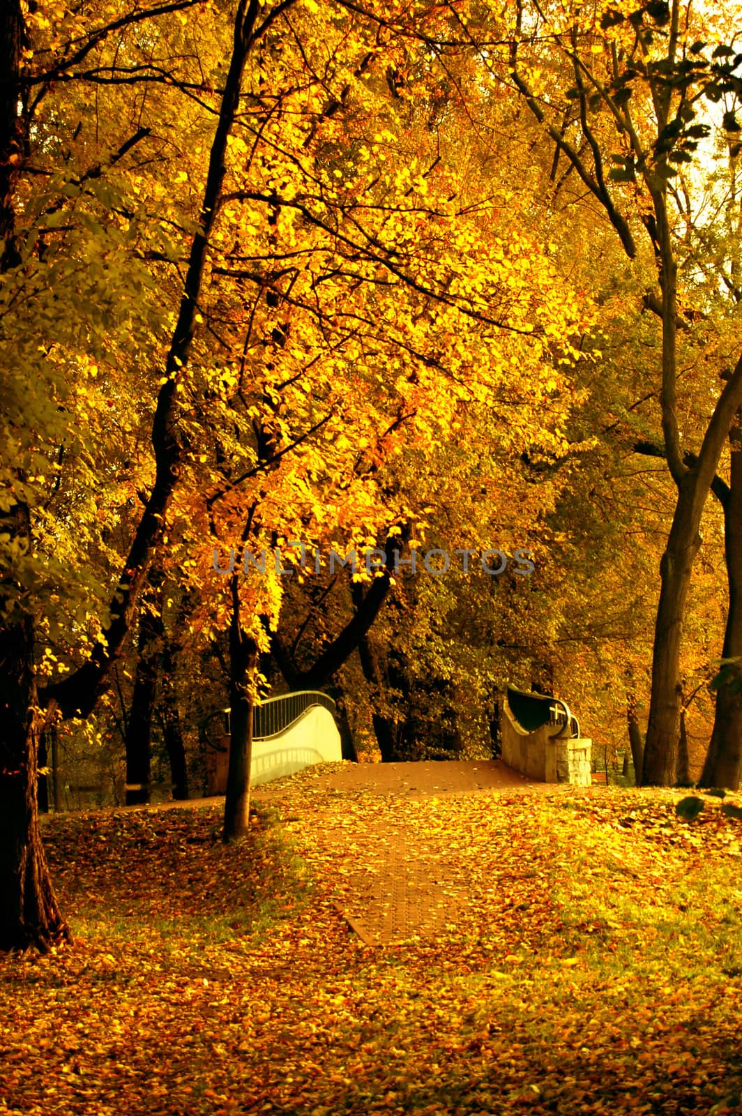 Polish golden autumn