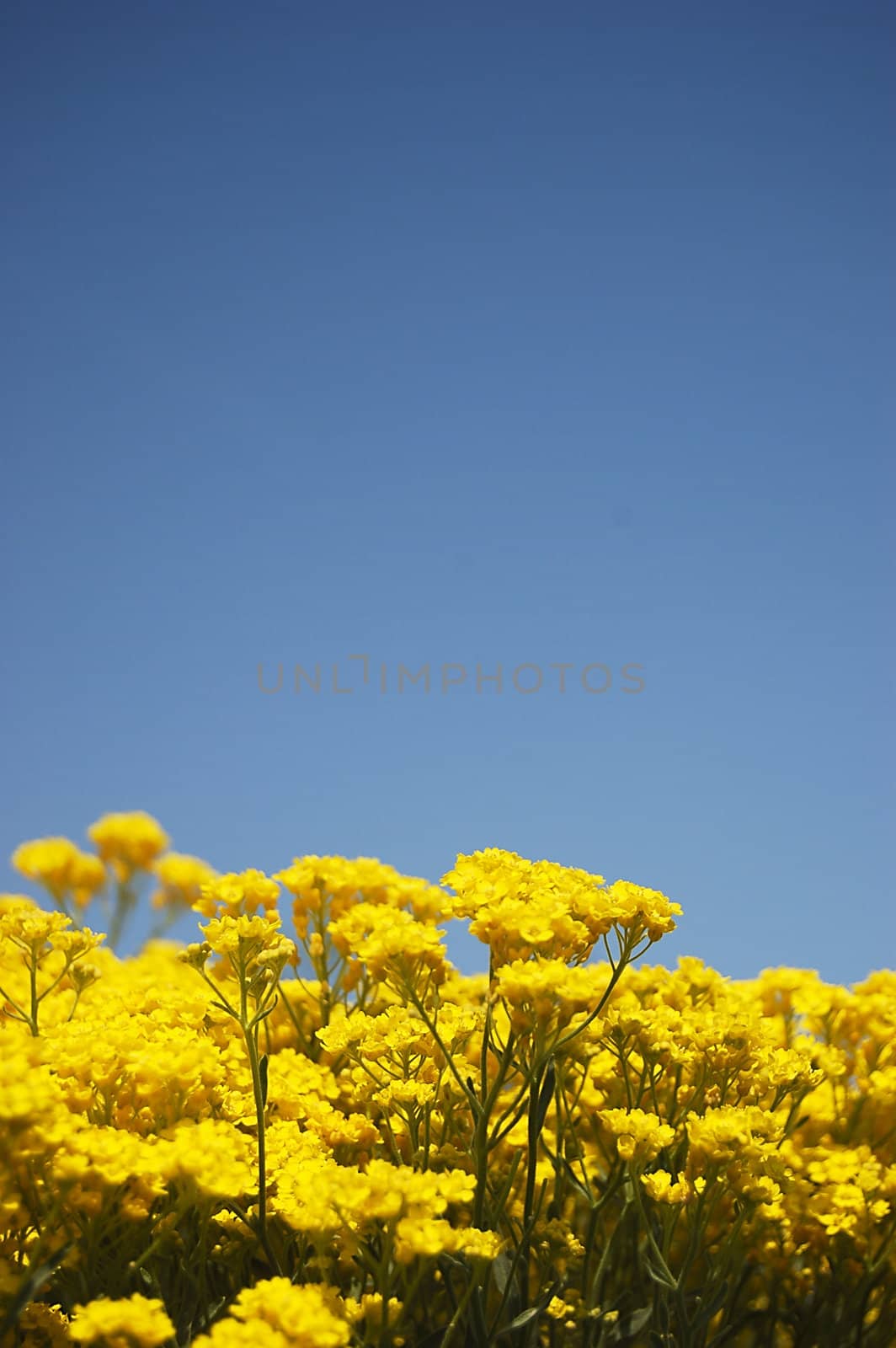 Yellow flowers over blue sky by johnnychaos