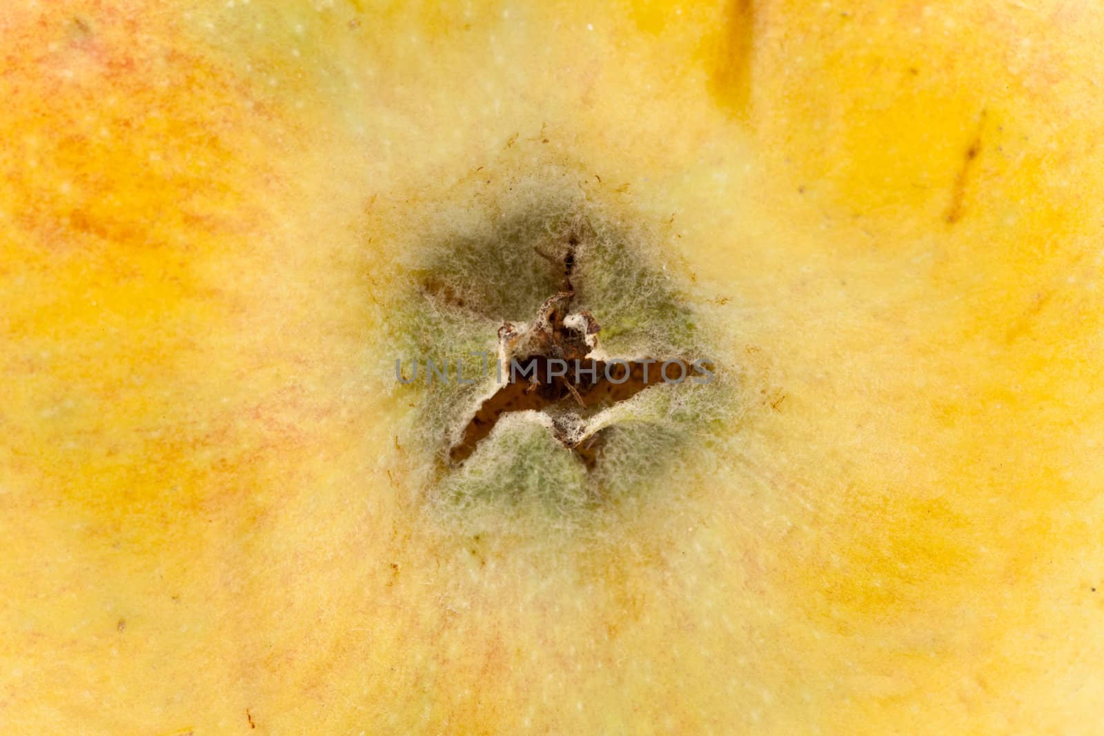 macro shot of a nice and healthy apple, extreme closeup
