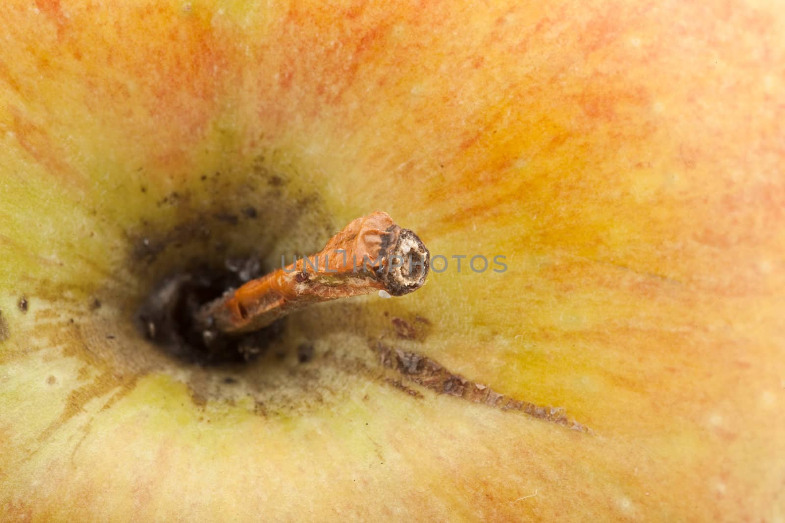 macro shot of a nice and healthy apple, extreme closeup