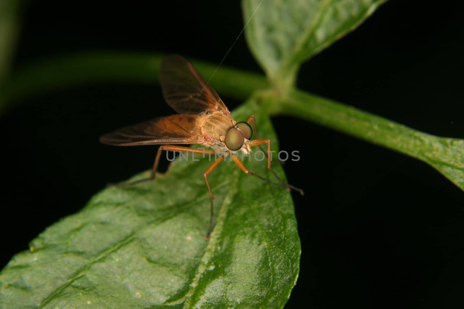 Robber fly (Asilidae) on a leaf