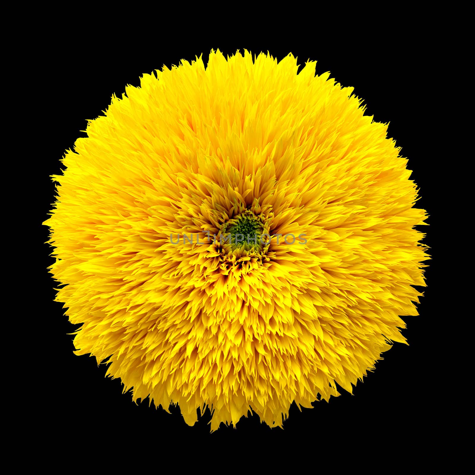 decorative flower sunflower on black background by Plus69