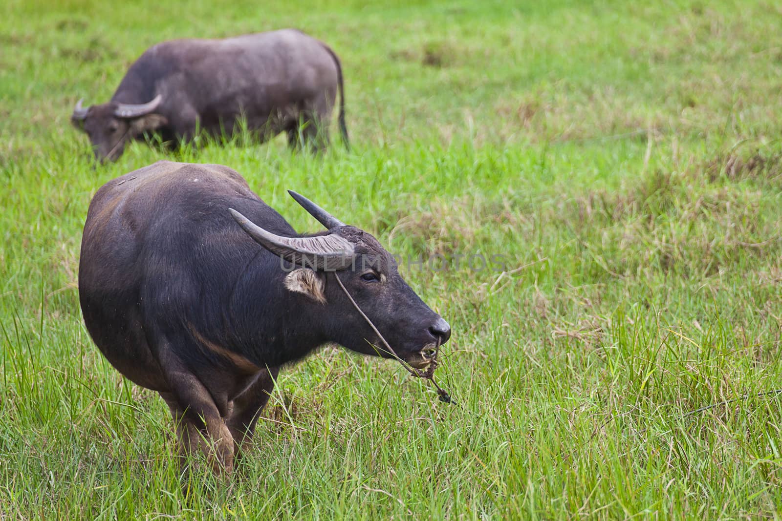 Mammal animal, Thai buffalo in grass field by FrameAngel