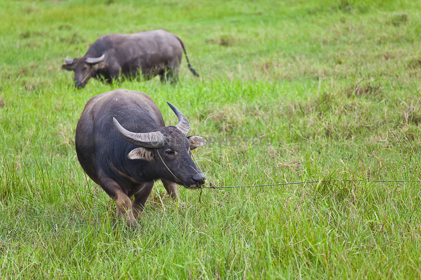 Mammal animal, Thai buffalo in grass field by FrameAngel