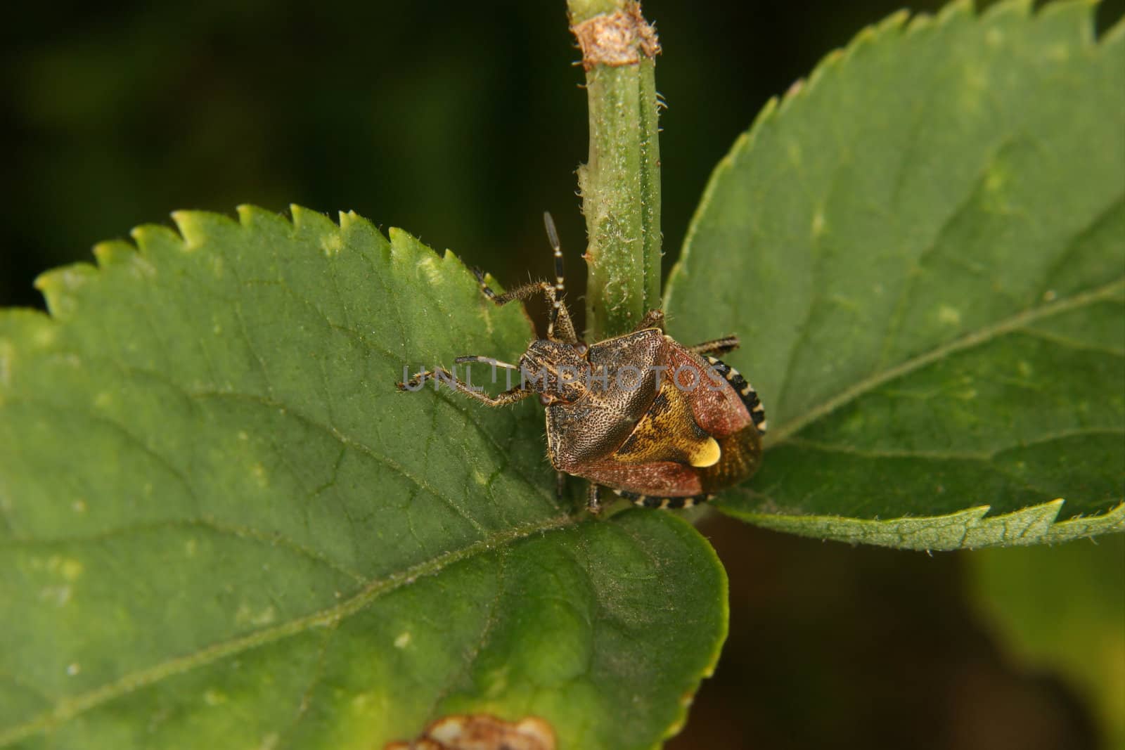Parent bug (Elasmucha grisea) on a leaf - portrait