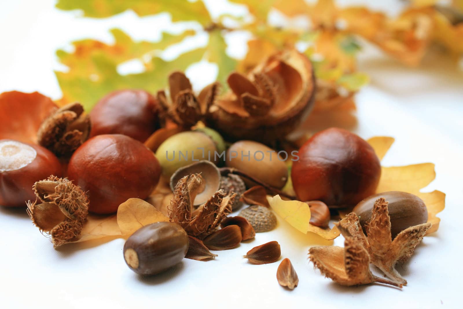 Chestnuts, acorns and european beech with oak leaves in the back