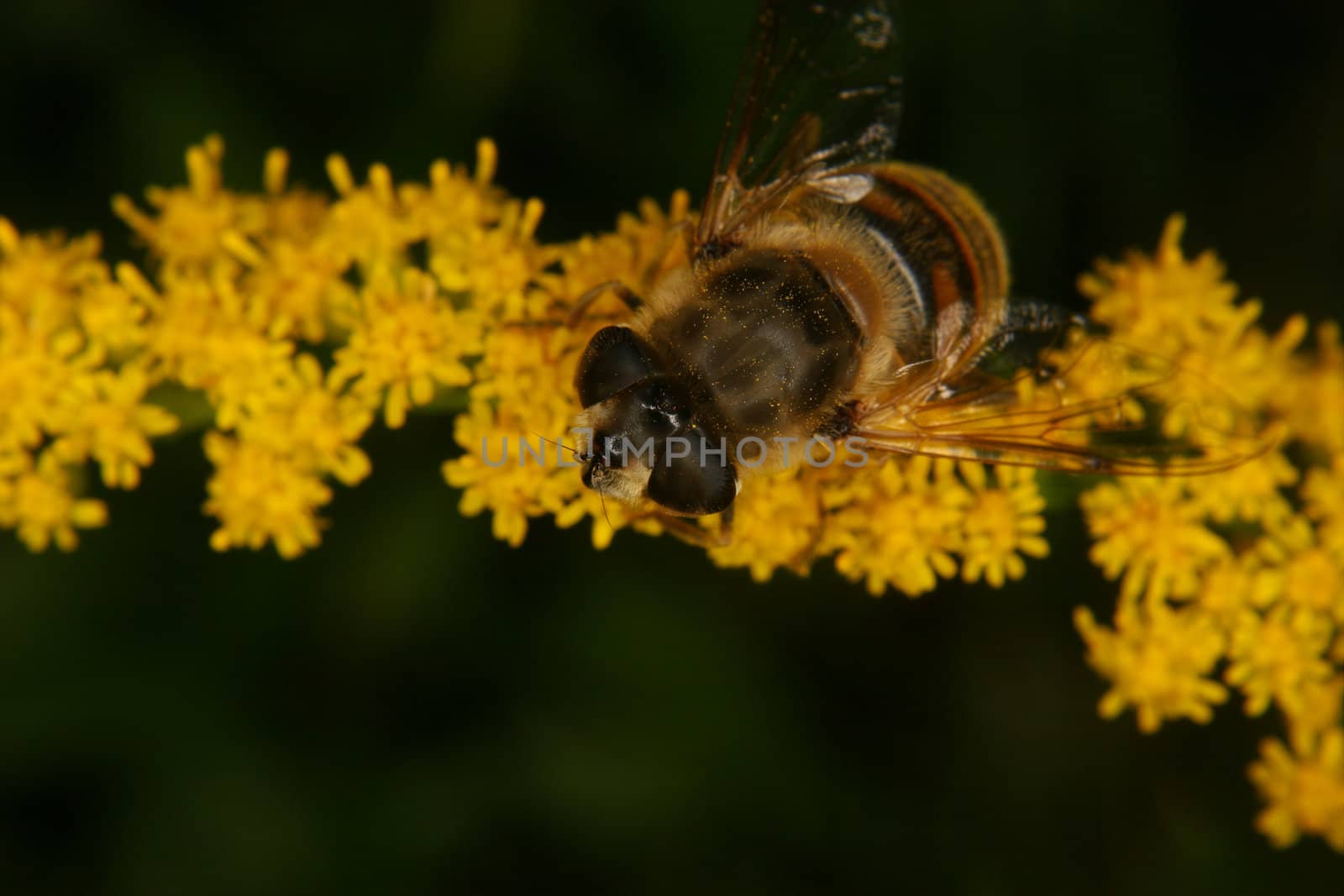 Blowfly (Calliphoridae) on a flower