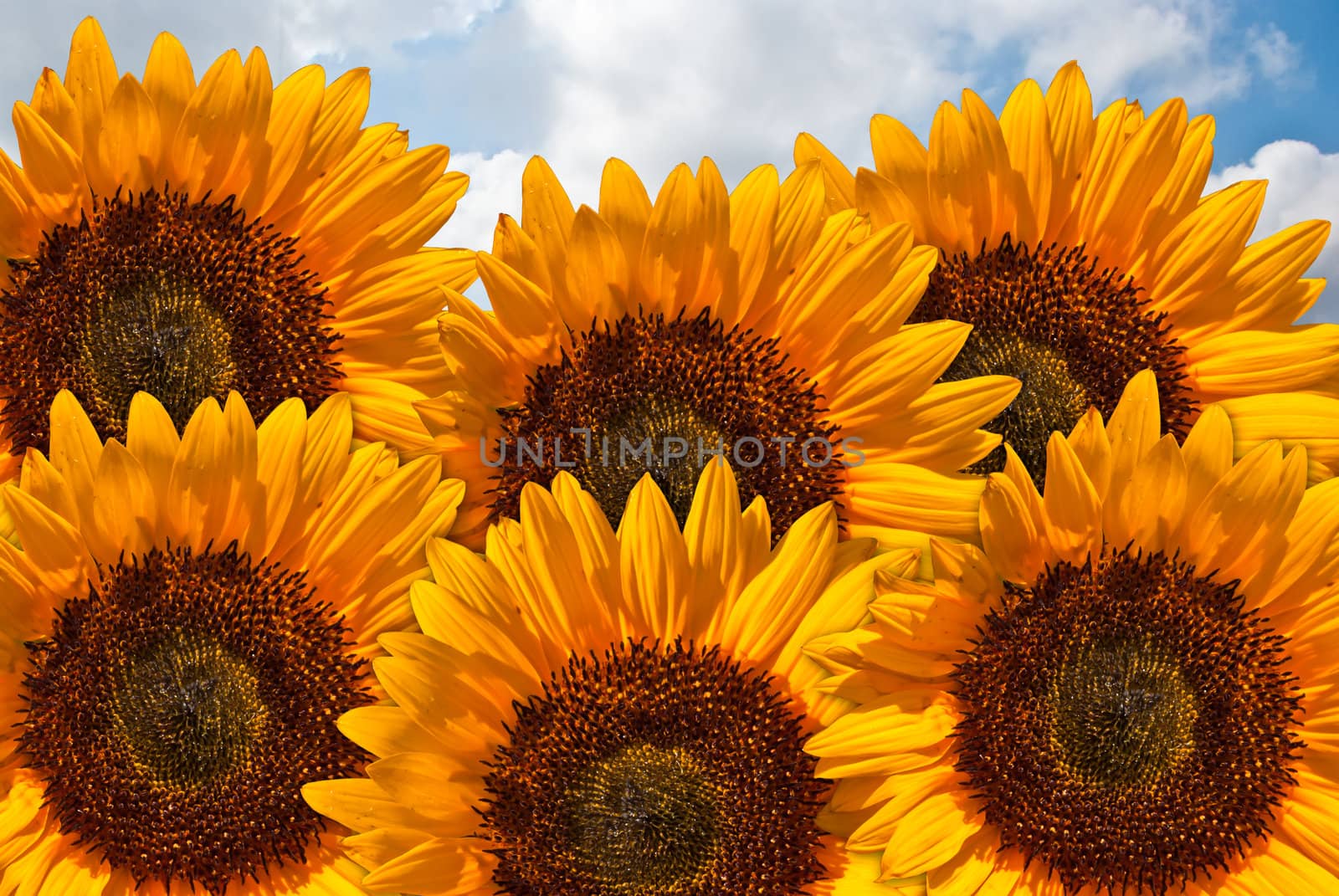 Fresh sunflowers