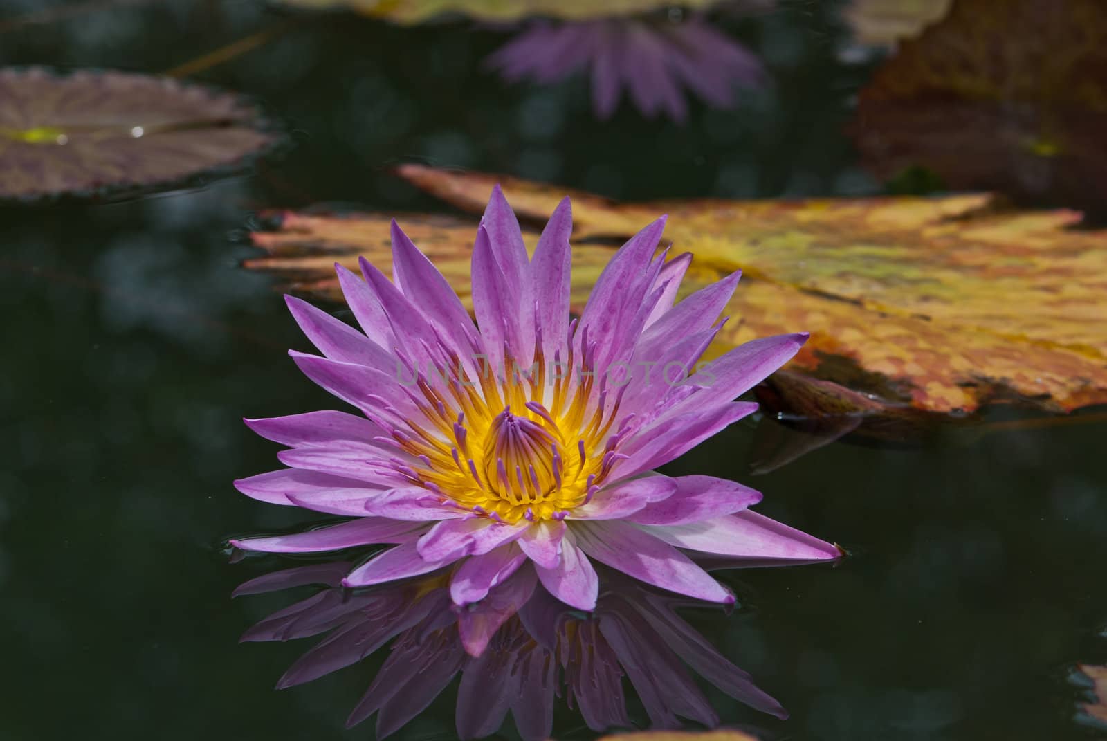 Purple water lily in a pond