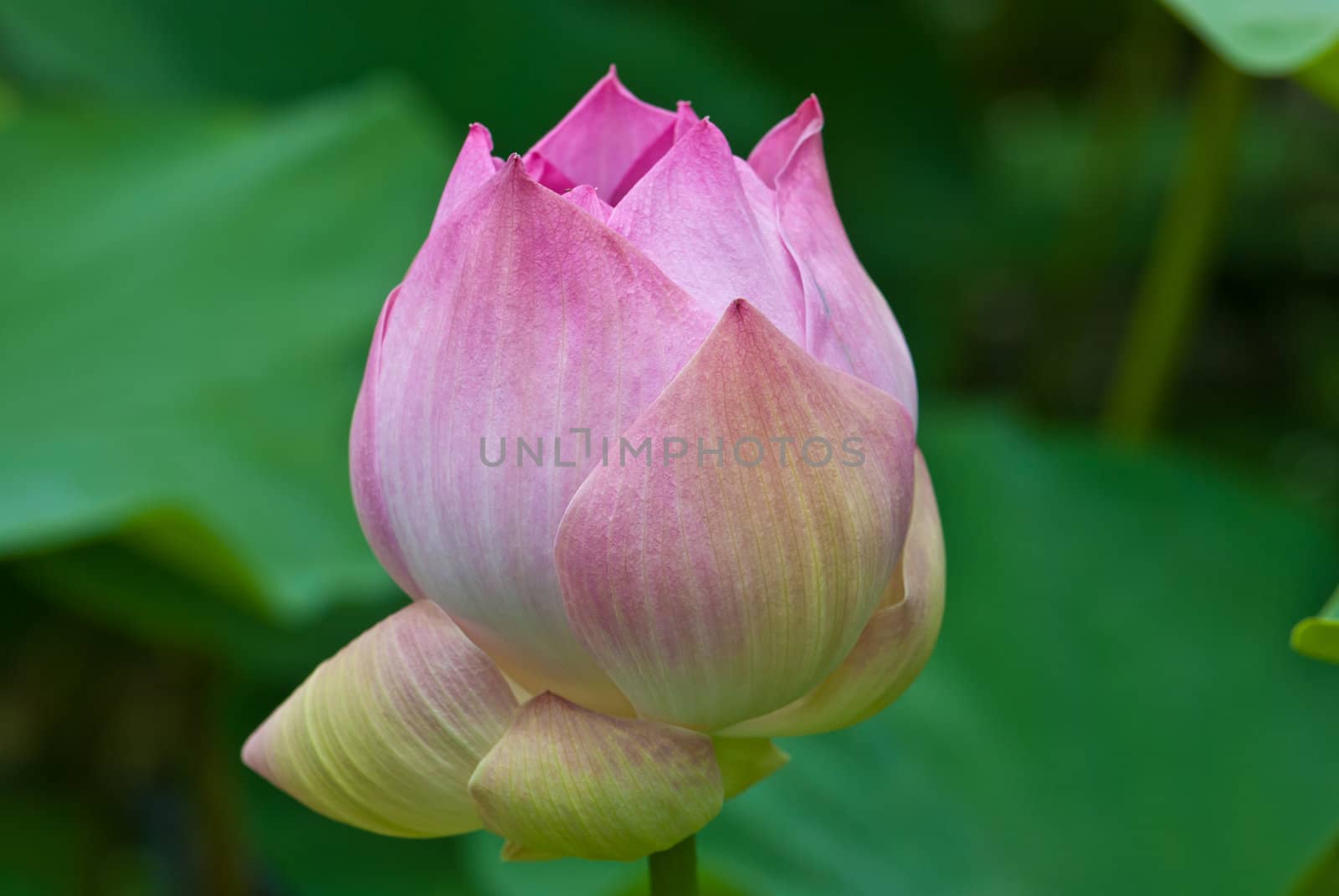 Pink water lily by sasilsolutions