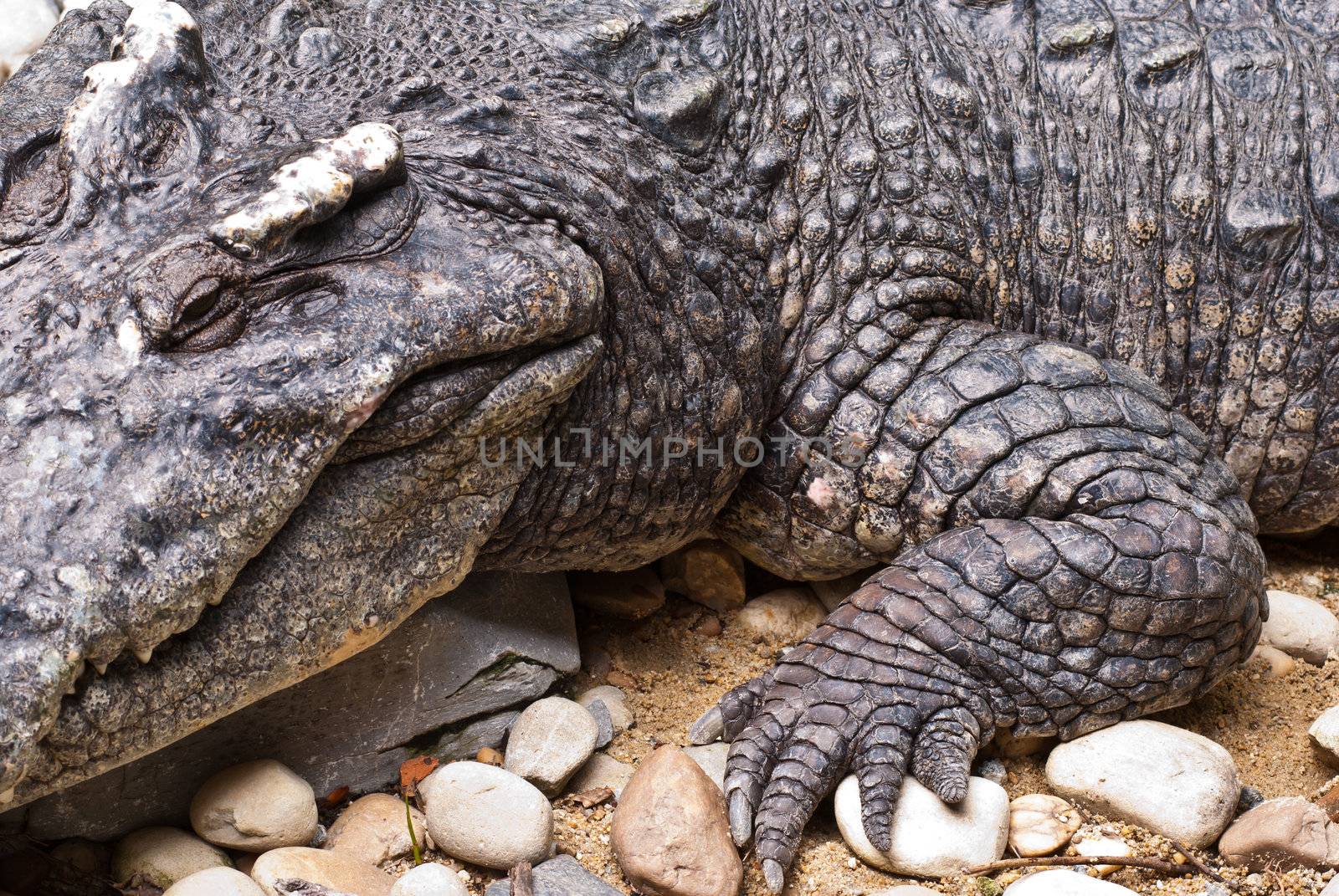 a large crocodile