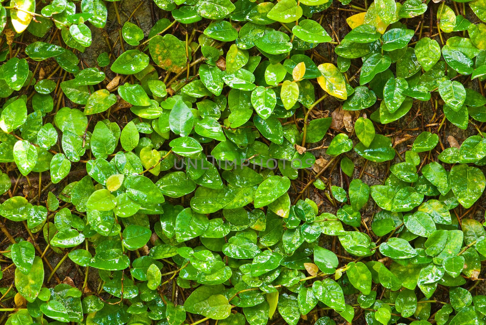 Close up of ivy plant by sasilsolutions