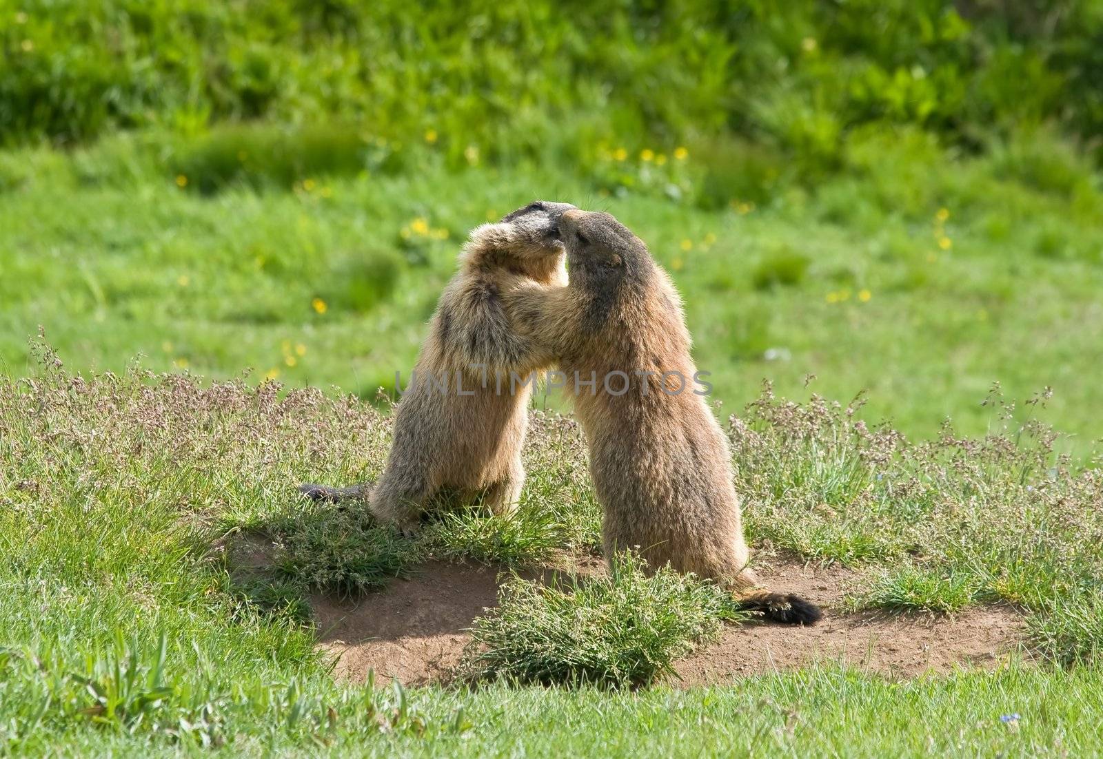 two marmots struggle and kiss in a green meadow in Italian dolomites
