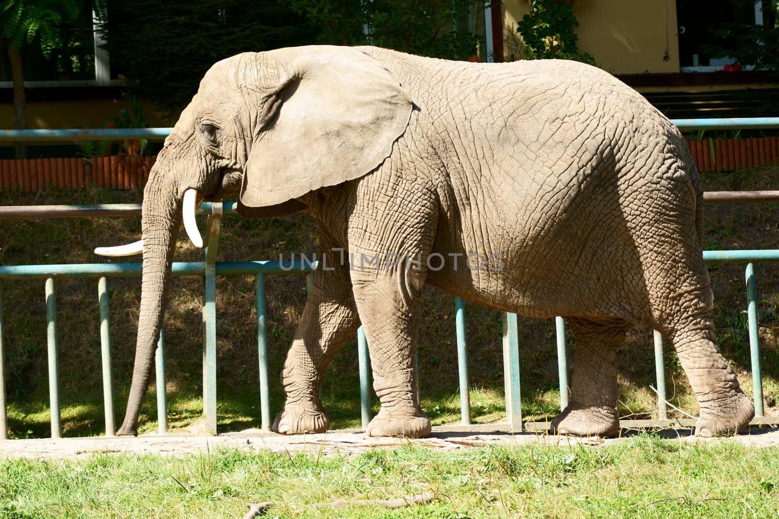 elephant in Polish Zoo