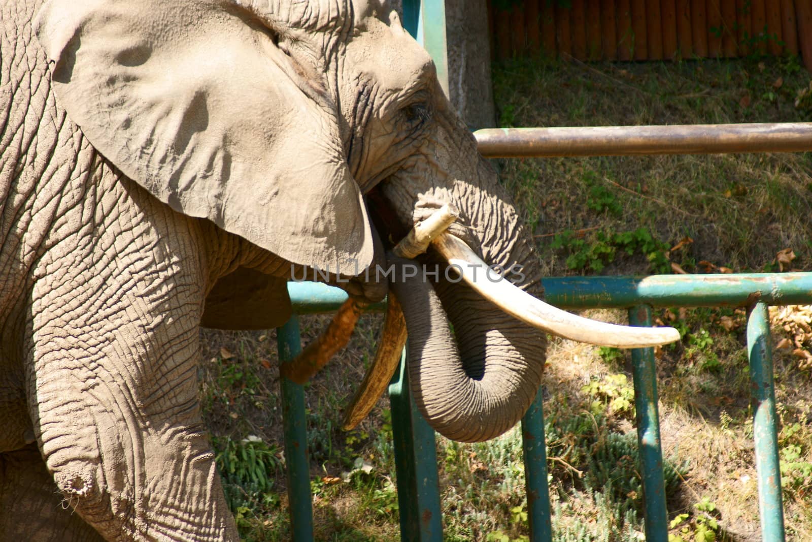 elephant in Polish Zoo