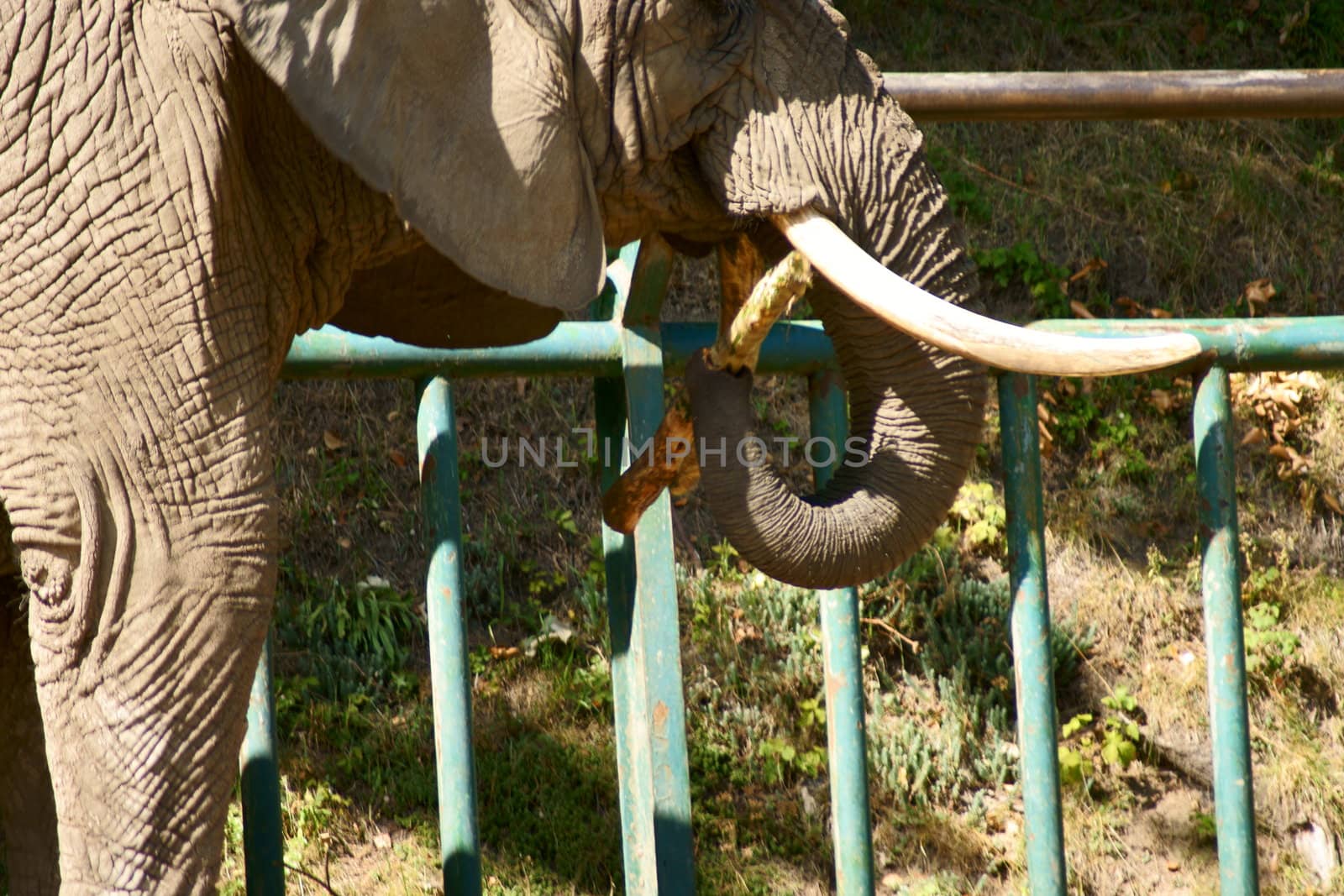 elephant in Polish Zoo