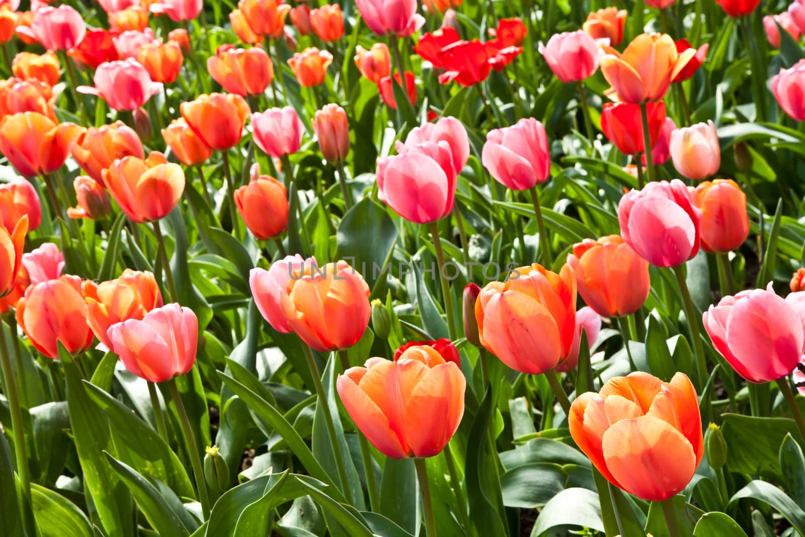 Selection of tulips filled by the sun. All flowers have turned heads to light