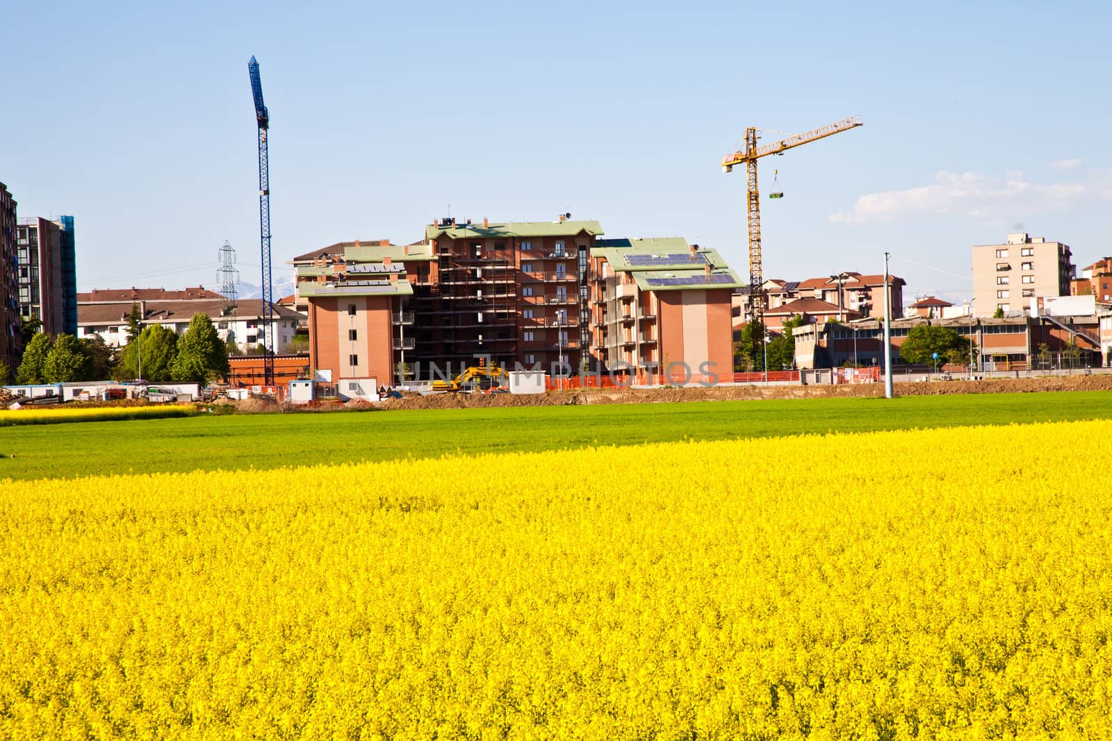 Field of yellow flowers in spring season close to the border of the city