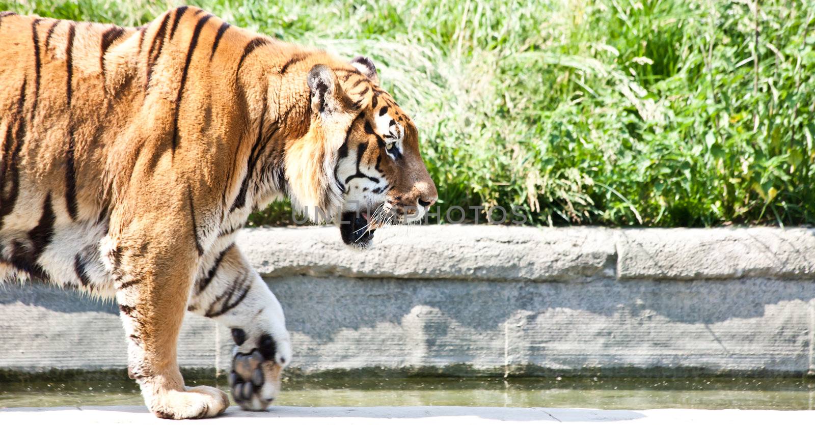 The tiger (Panthera tigris), a member of the Felidae family, is the largest of the four "big cats" in the genus Panthera. The tiger is native to much of eastern and southern Asia, and is an apex predator and an obligate carnivore.