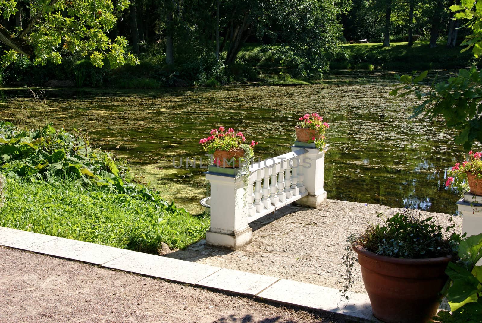 Picturesque type on a pond and flowers