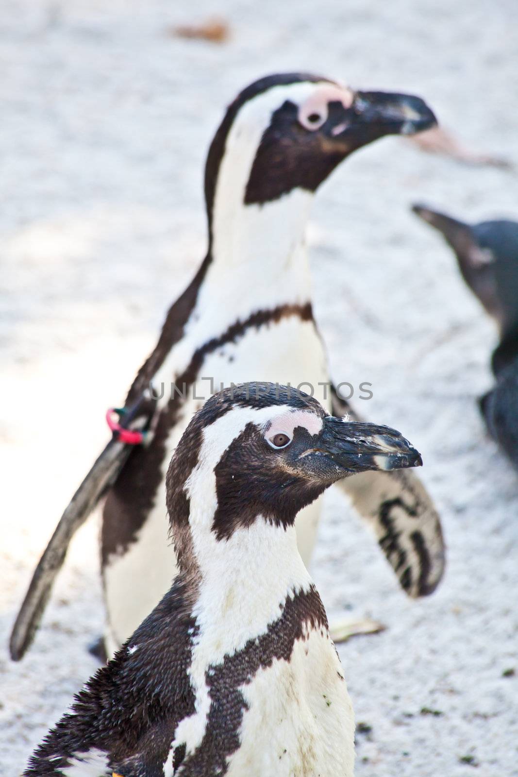 African Penguins are about 68cm in length, and weigh between 2.1 and 3.7kg. Spheniscus is a diminutive of the Greek word spen, meaning a wedge, which refers to their streamlined swimming shape, while demersus is a Latin word meaning plunging.