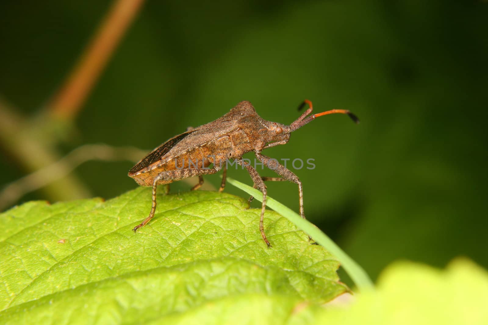 Dock bug (Coreus marginatus) by tdietrich