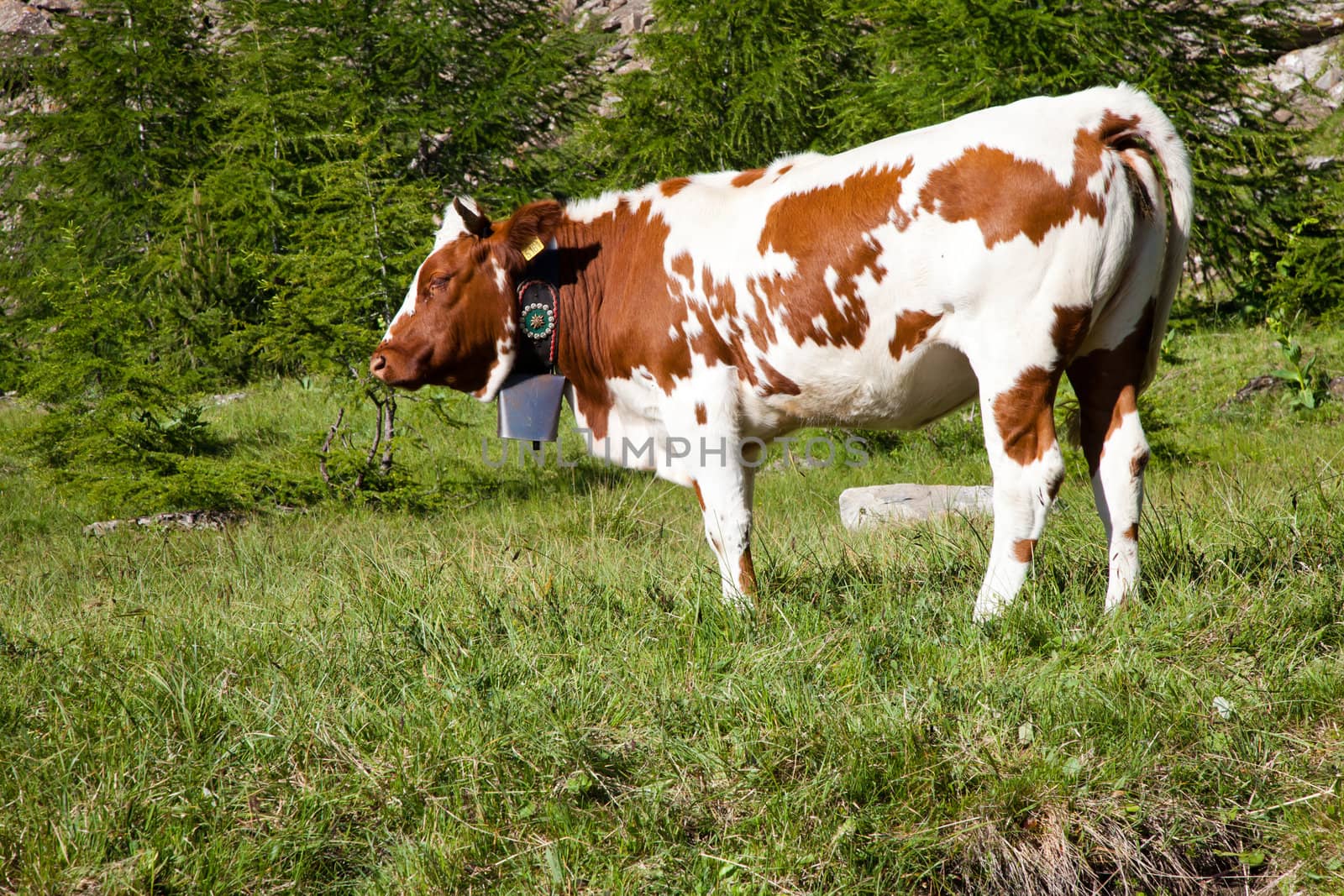 Italian cows during a sunny day close to Susa, Piedmont, Italian Alps