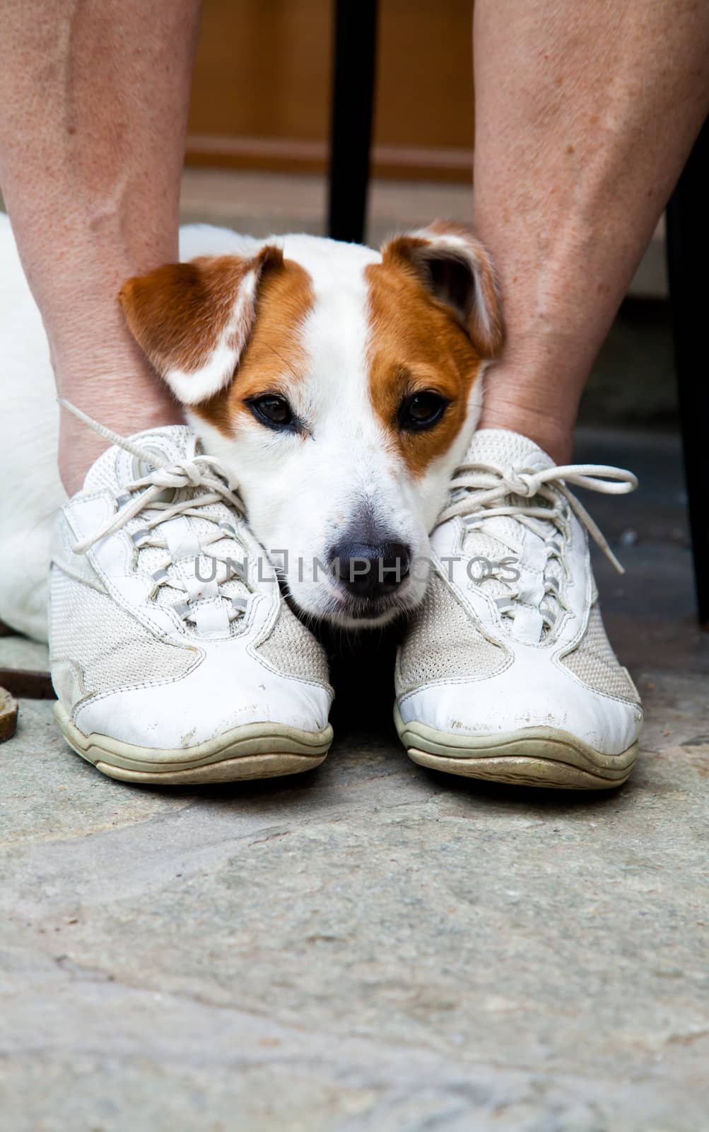 Young, cute dog looking for protection through the legs of his