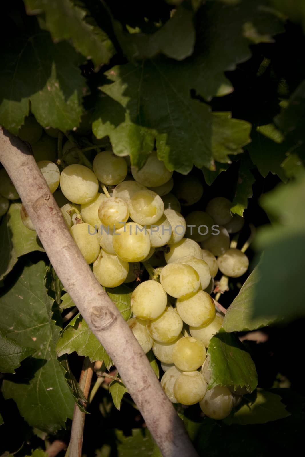 A grape stem on a vine not picked up yet.