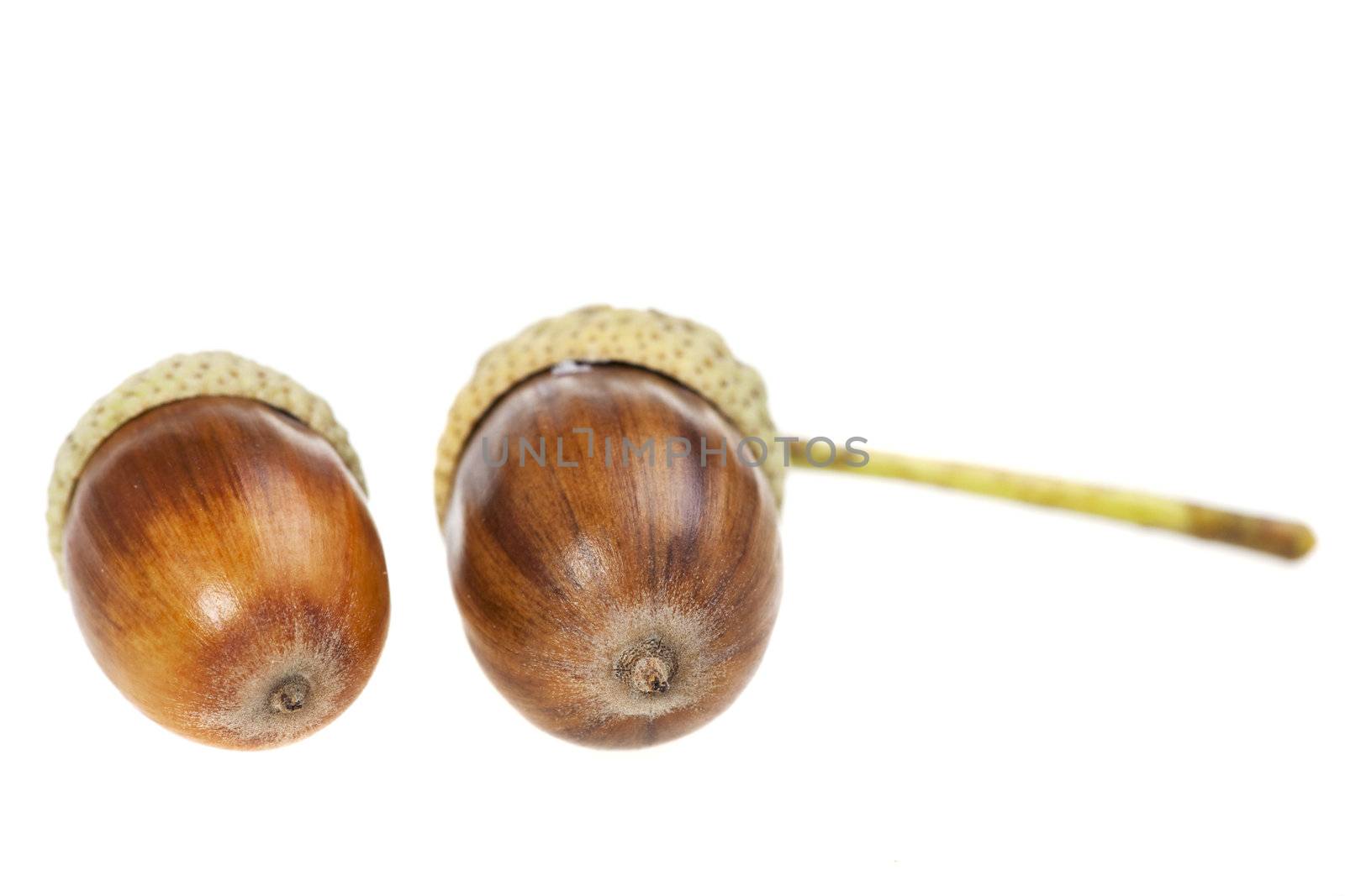 acorn nuts isolated on a clear white background by bernjuer