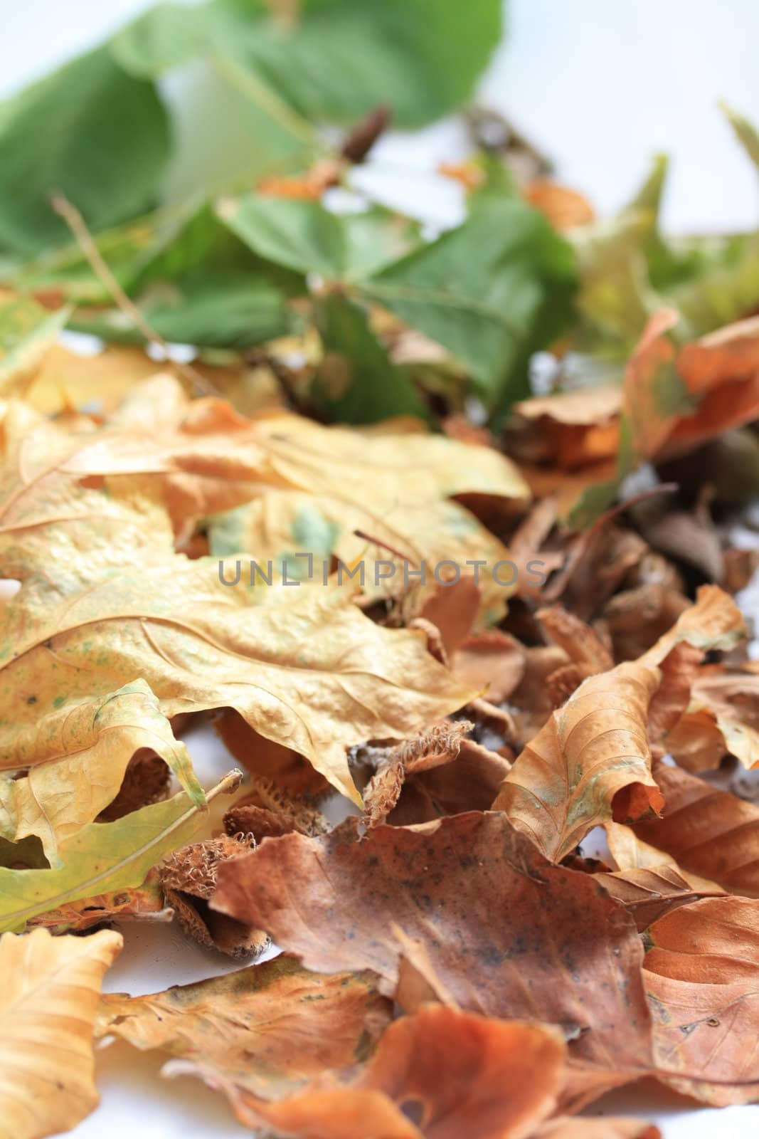 Autumn leaves by studioportosabbia