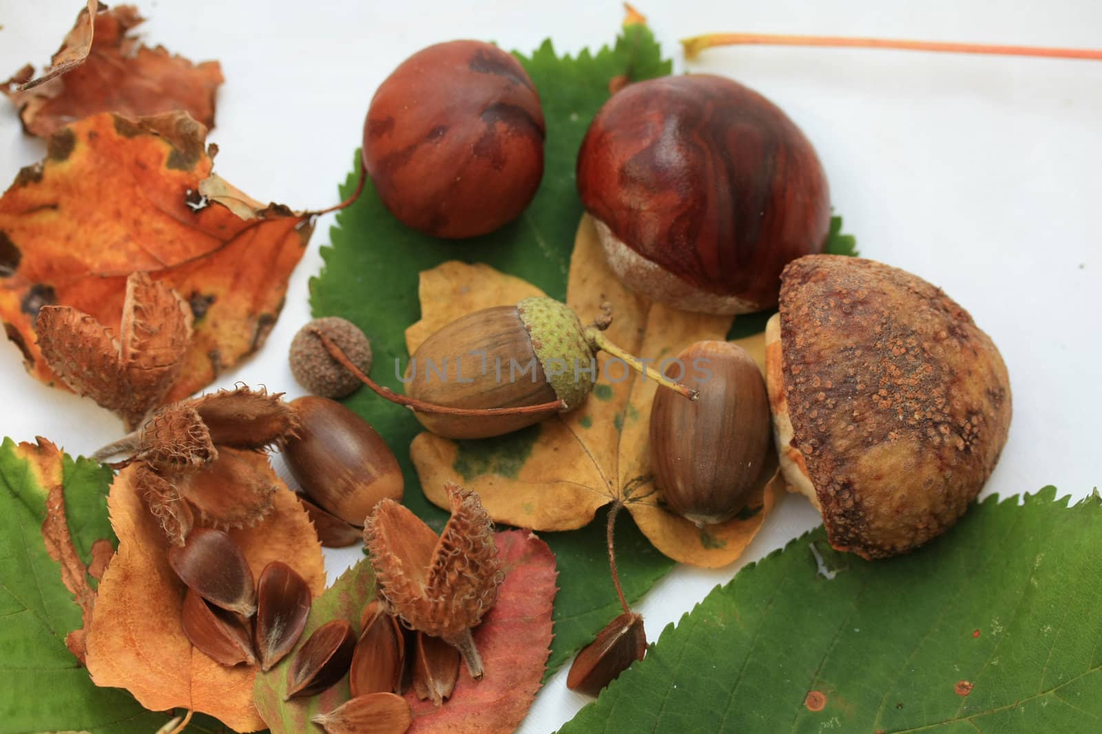 Still life with acorns, chestnuts, beech nuts and autumn leaves