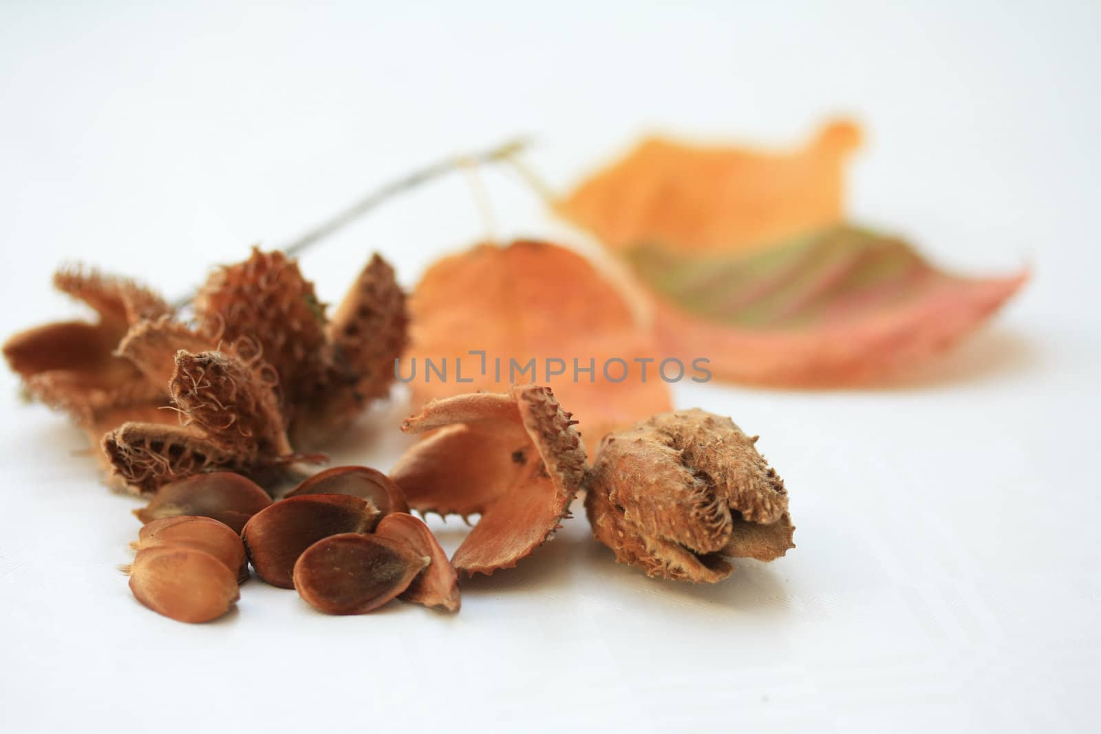Fruits of european beech and orange leaves