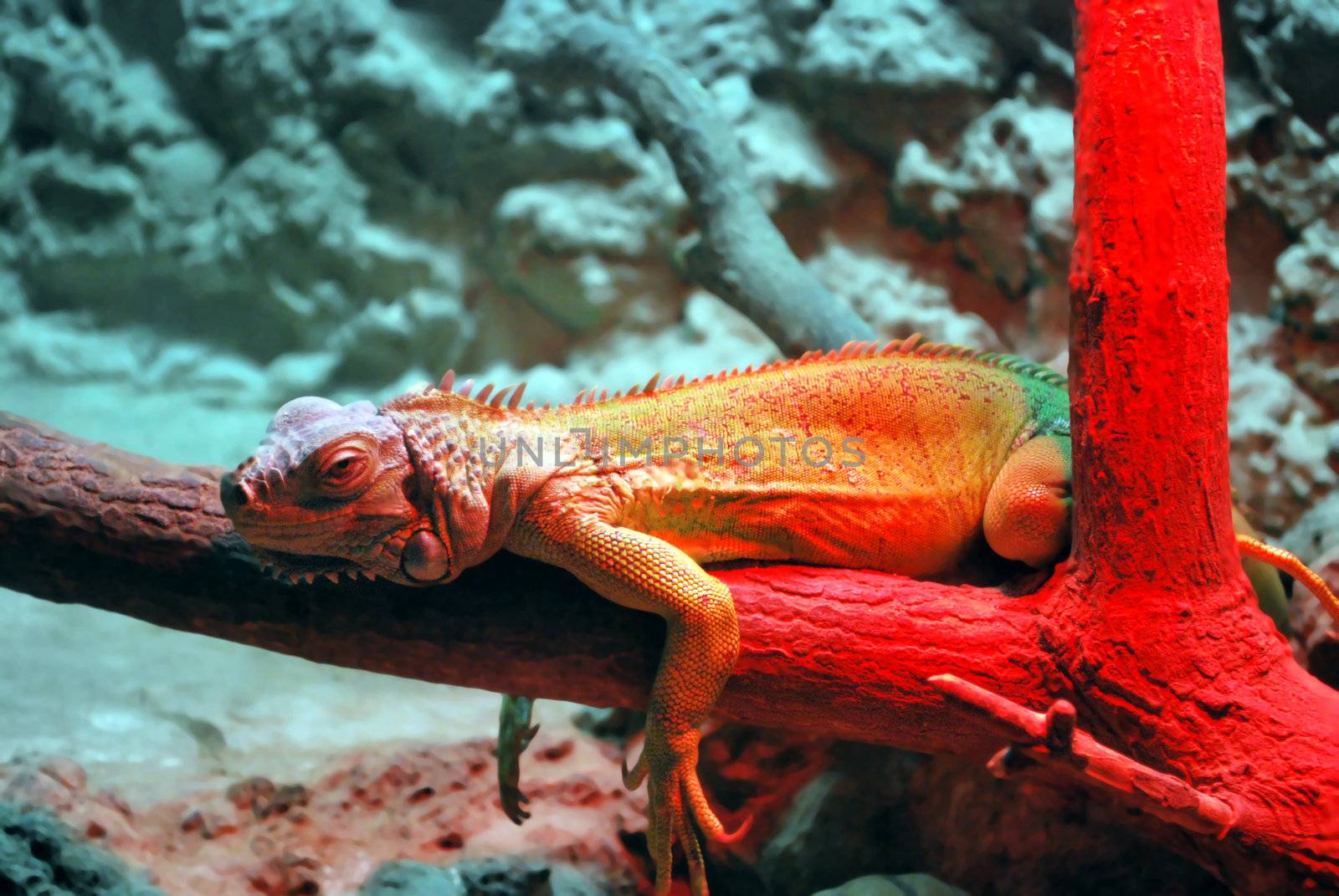 Lazy replile lizard on the tree under red lights