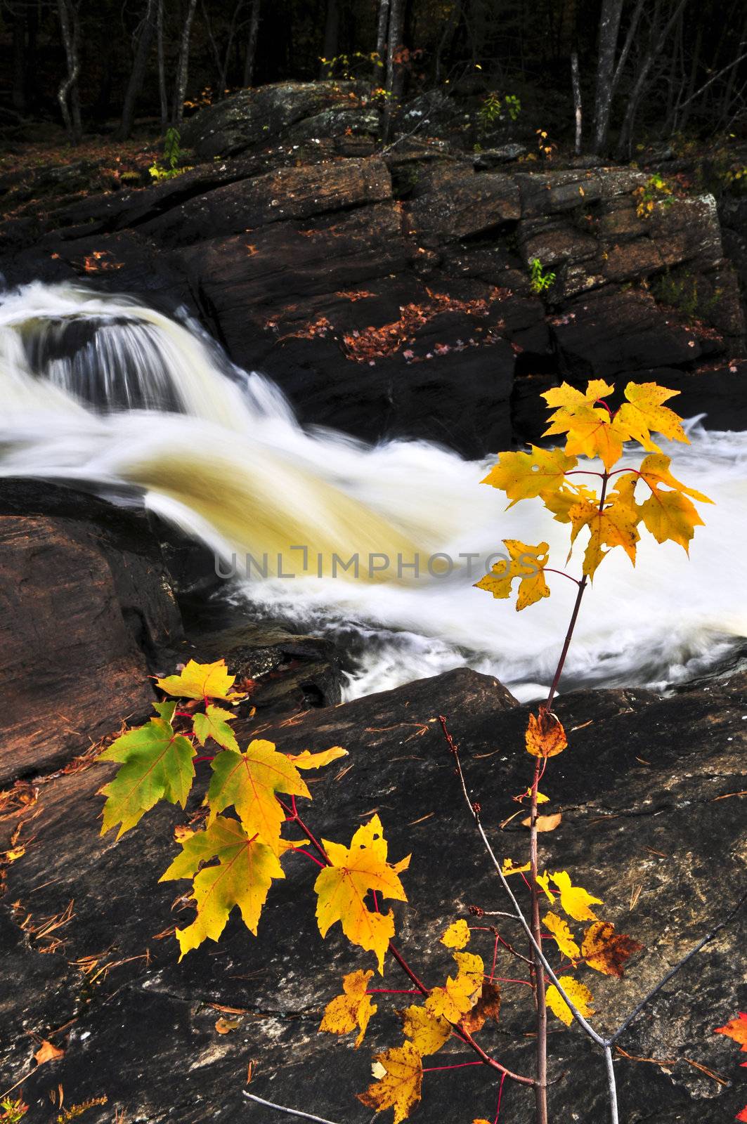 Forest river in the fall. Algonquin provincial park, Canada.