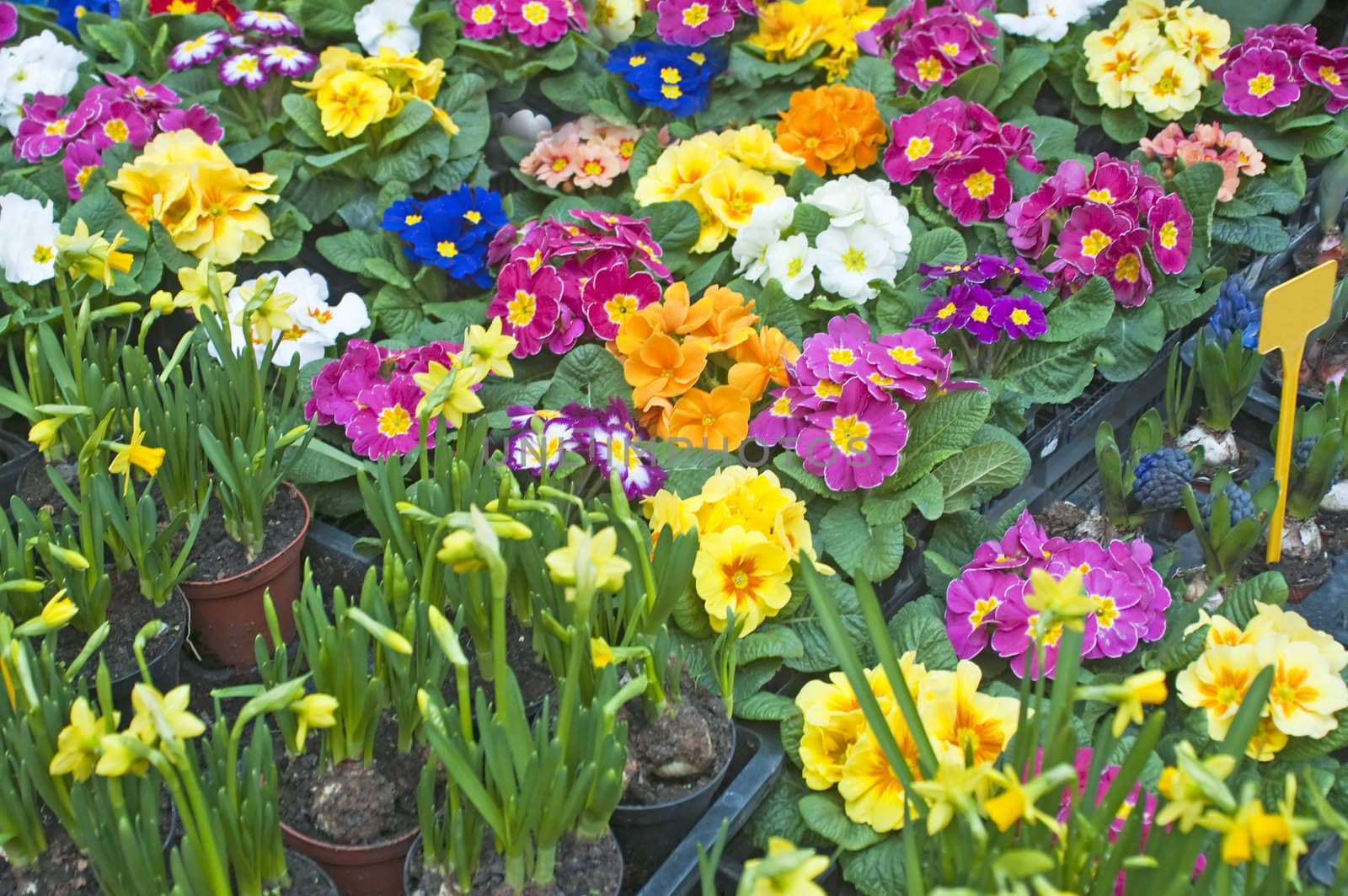 primroses with a lot of colored flowers