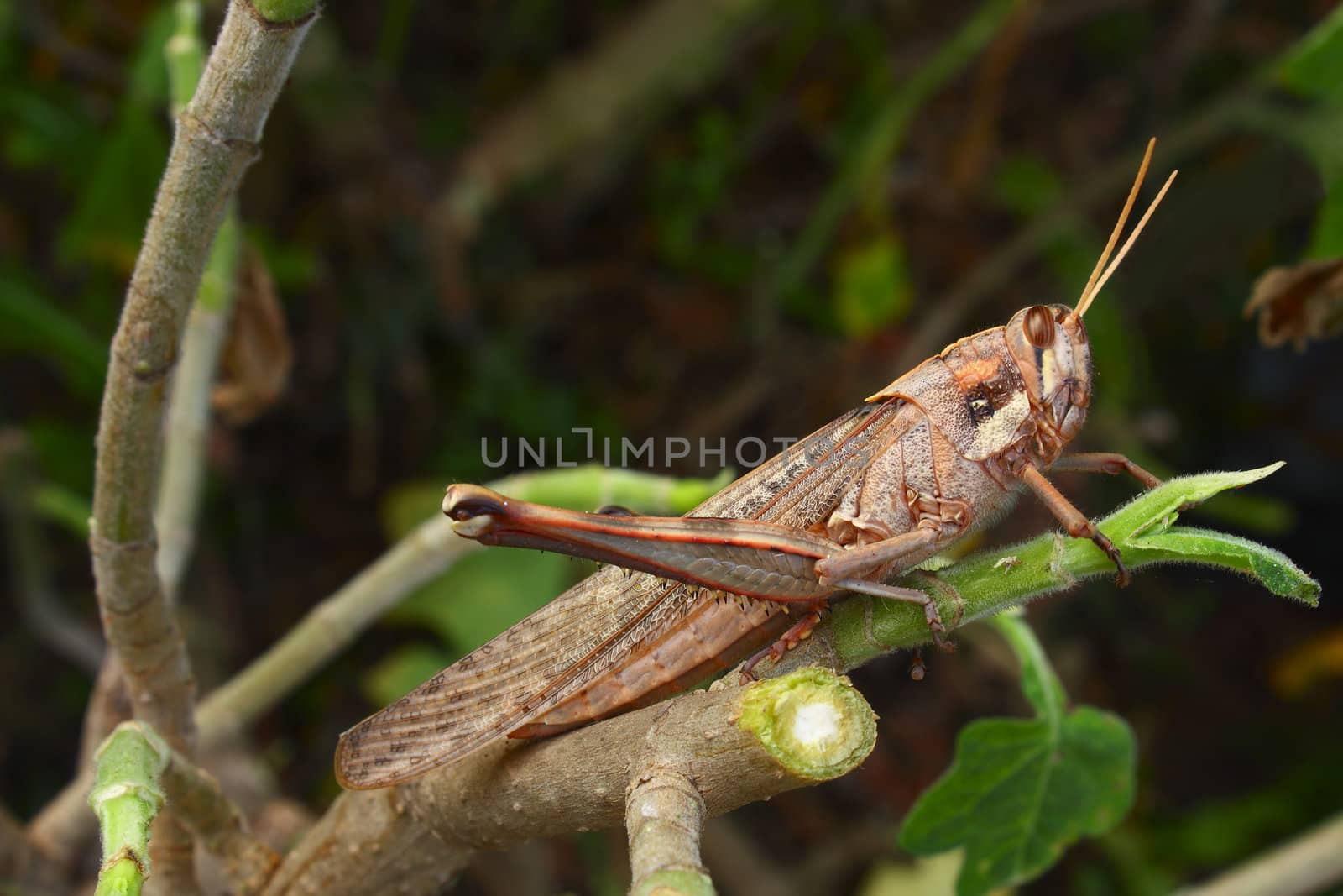 A large grasshopper on a recently cut branch