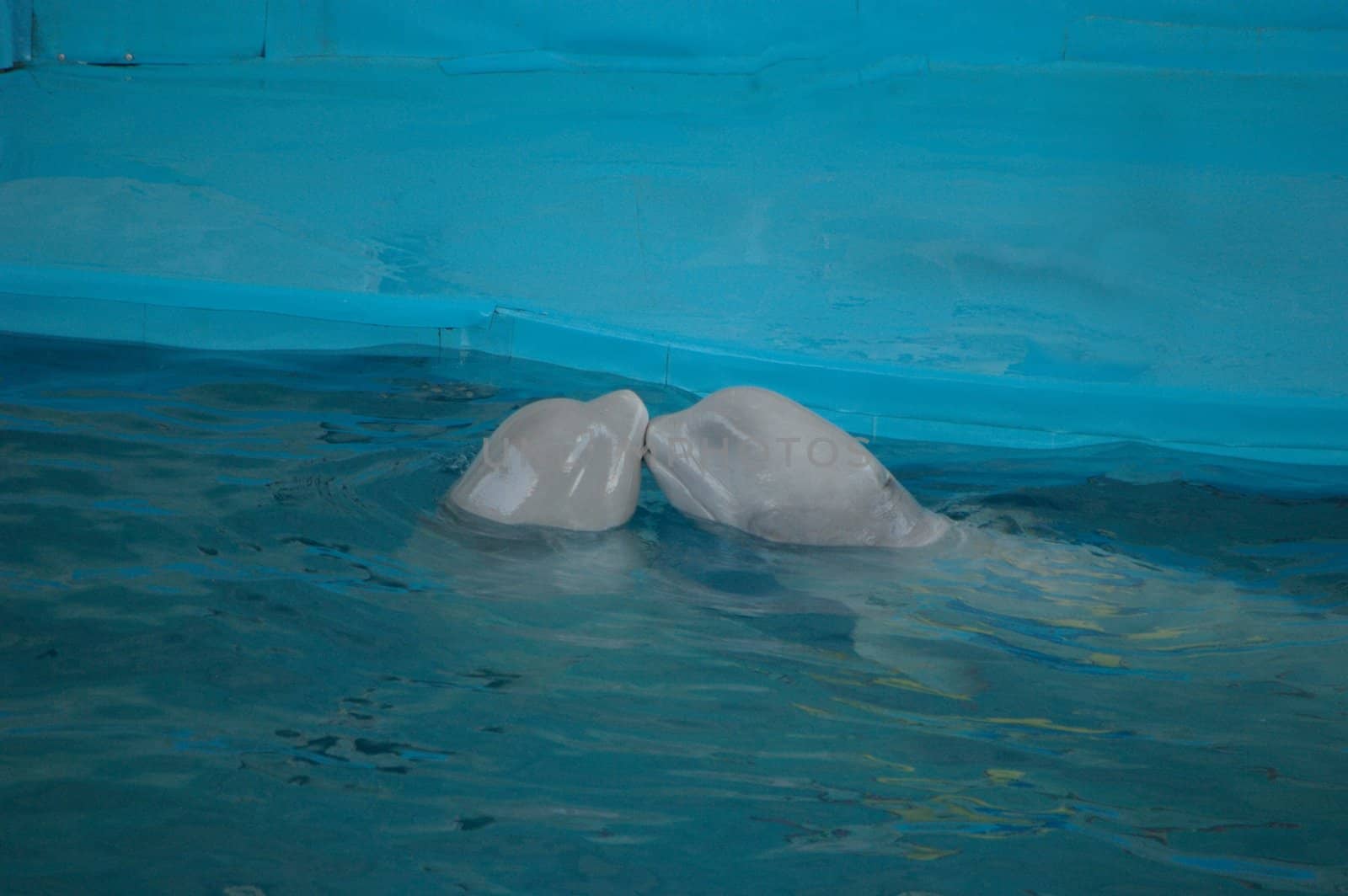 photo two white dolphins playing with each other