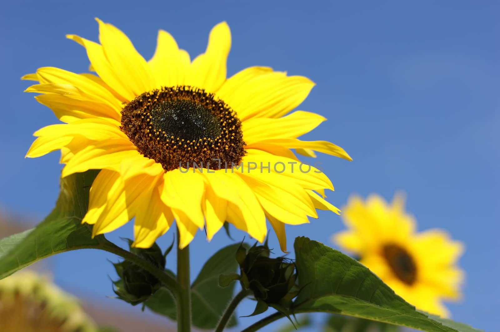 Sunflower in bloom against a blue sky.