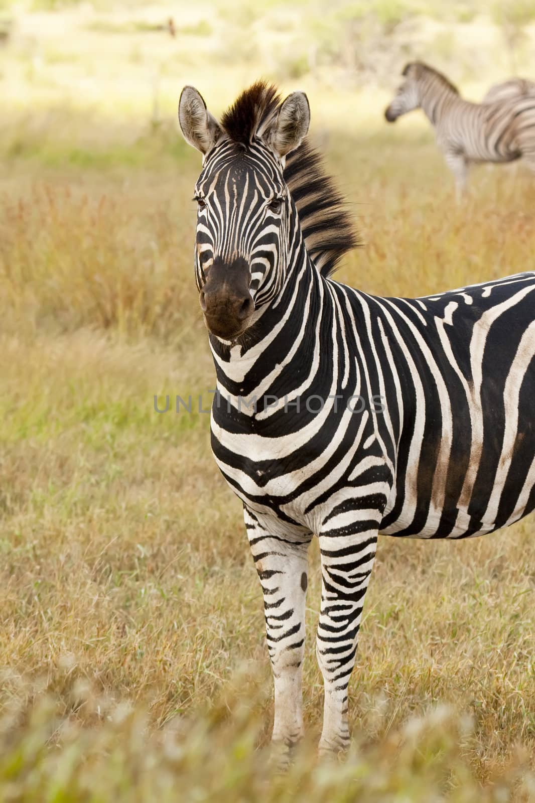 Zebra standing on the African grass plains