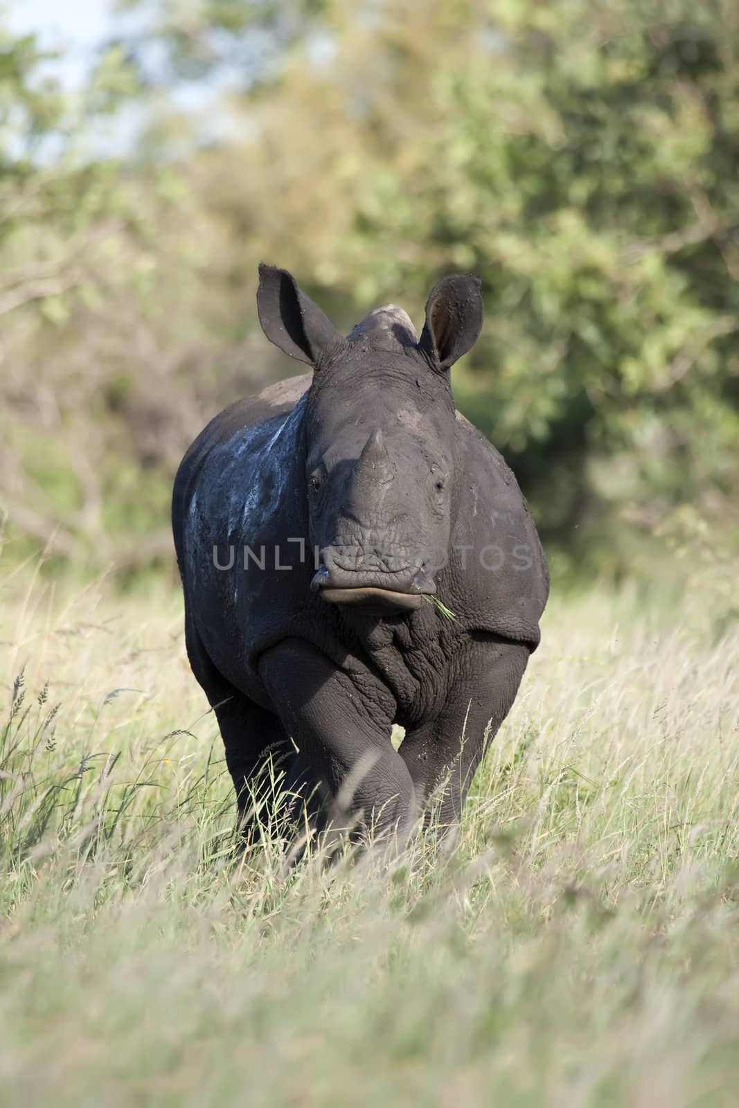 Close up photo of a baby White Rhino feeding