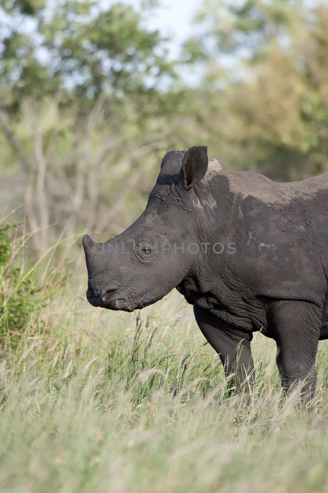 Rhino baby feeding by nightowlza
