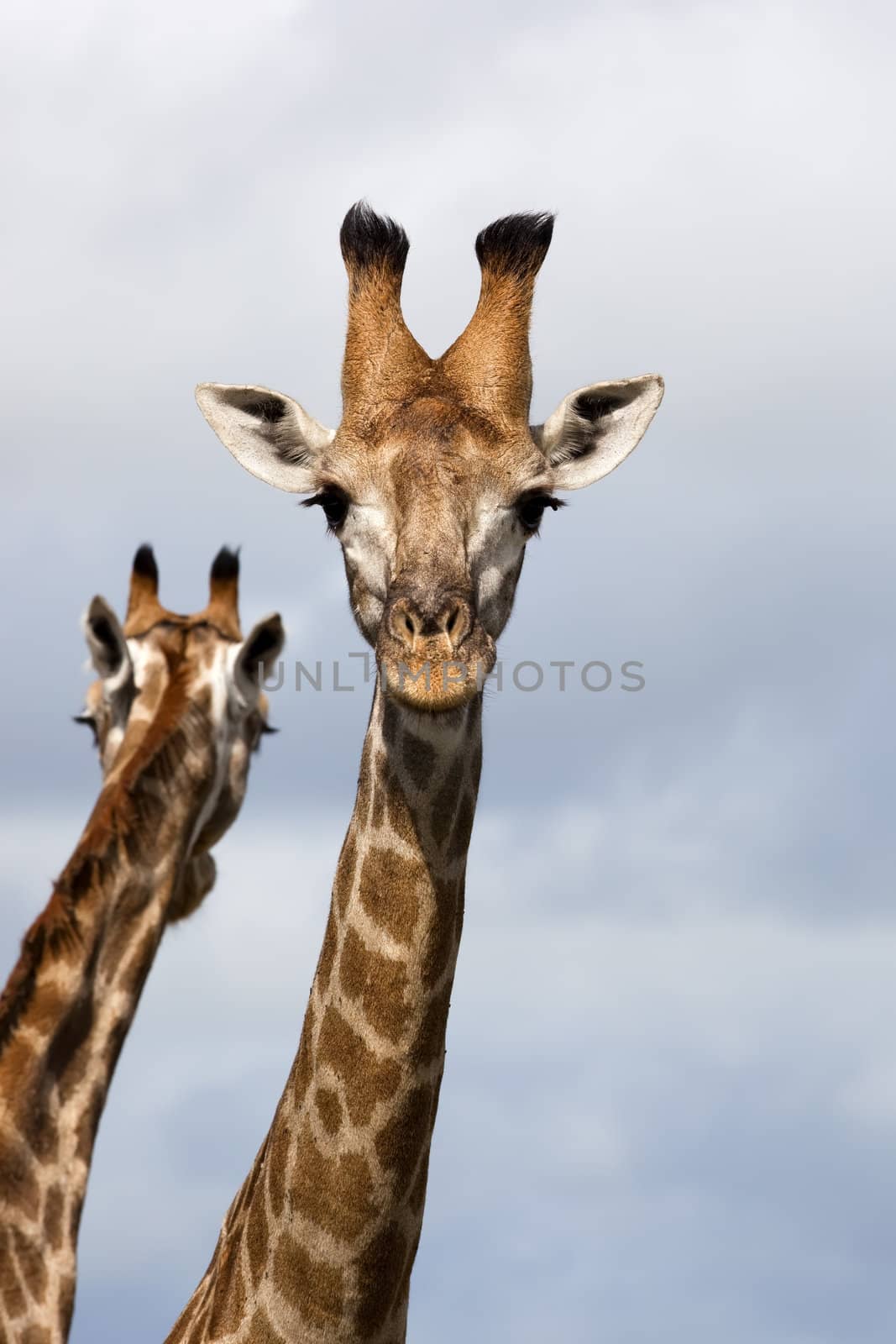 Two Giraffes with cloudy skies as background